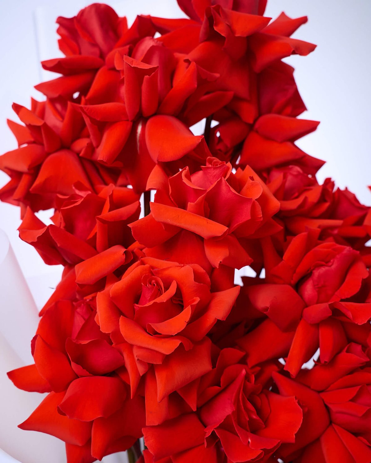 букет из 25 роз Nina