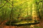 Escursione - Tra i giganti della Foresta e il fascino della Laguna 
