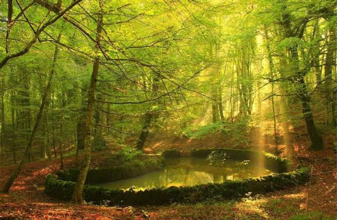 Escursione - Tra i giganti della Foresta e il fascino della Laguna 