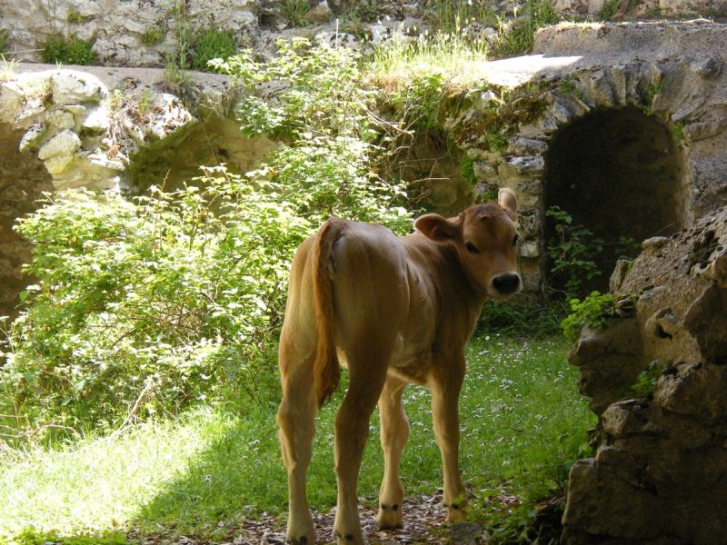 Escursione guidata all’Abbazia di Monte Sacro | Mattinata