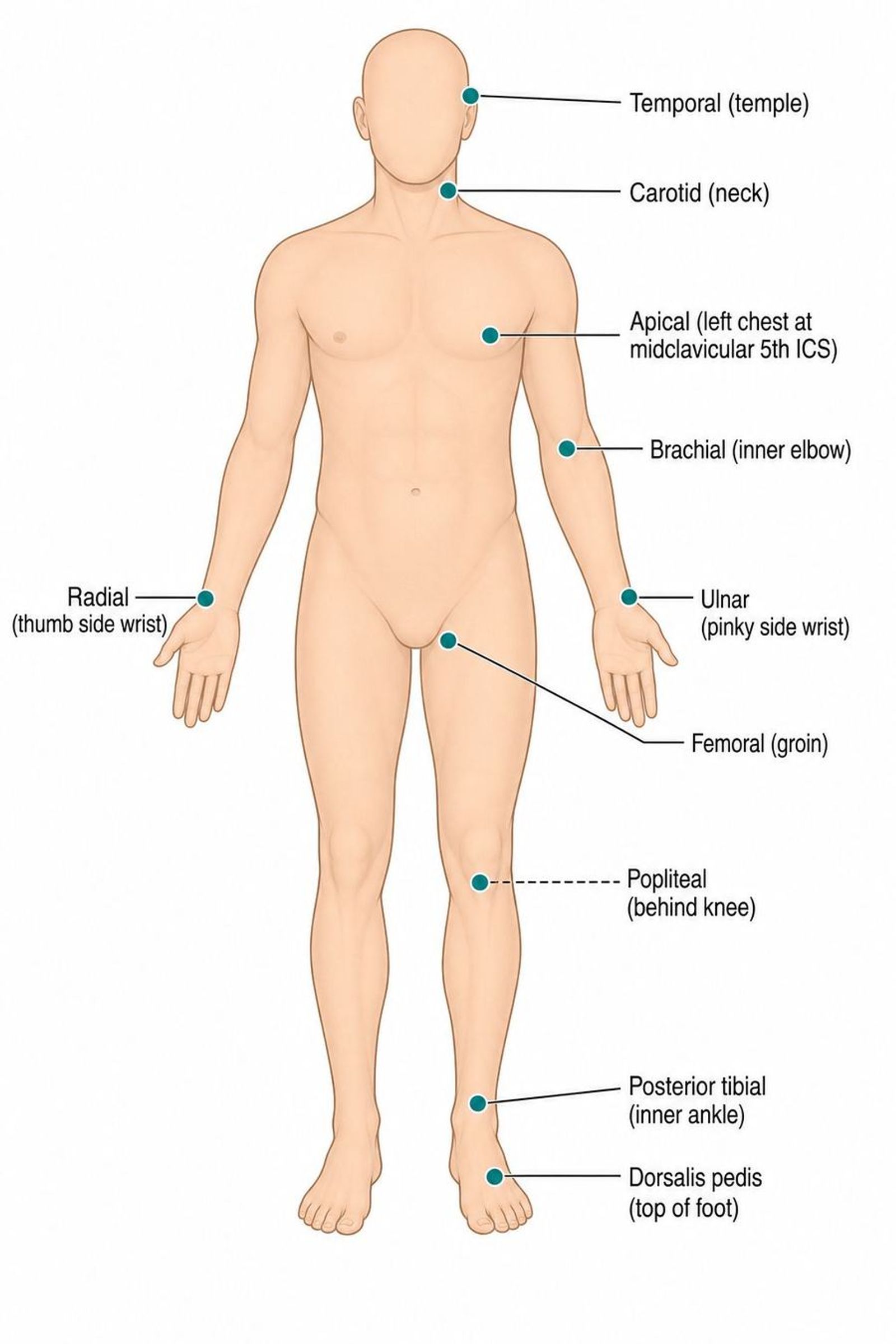 Anterior adult body diagram with labeled arterial pulse sites: temporal, carotid, apical, brachial, radial, ulnar, femoral, popliteal, posterior tibial, and dorsalis pedis.