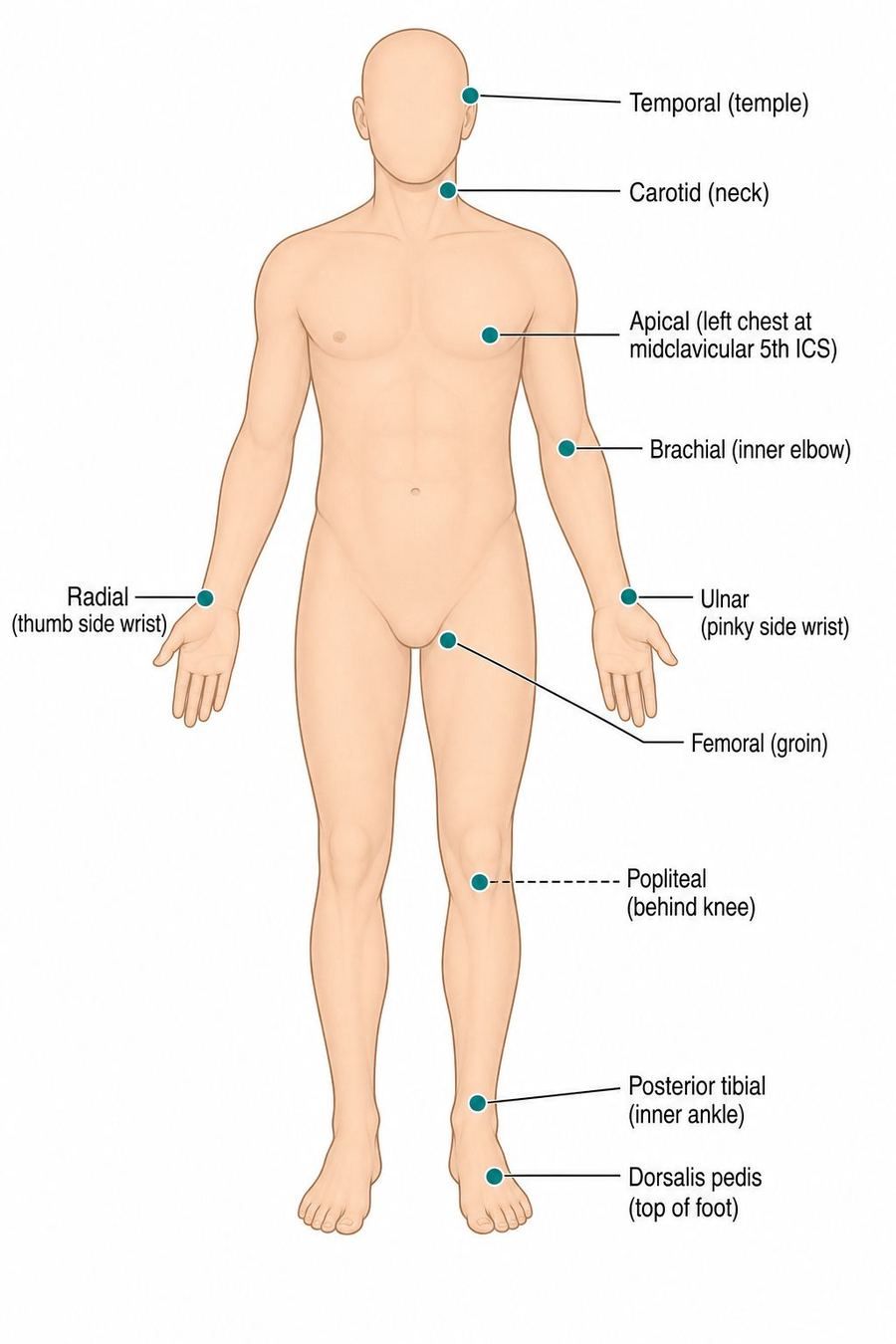 Anterior adult body diagram with labeled arterial pulse sites: temporal, carotid, apical, brachial, radial, ulnar, femoral, popliteal, posterior tibial, and dorsalis pedis.