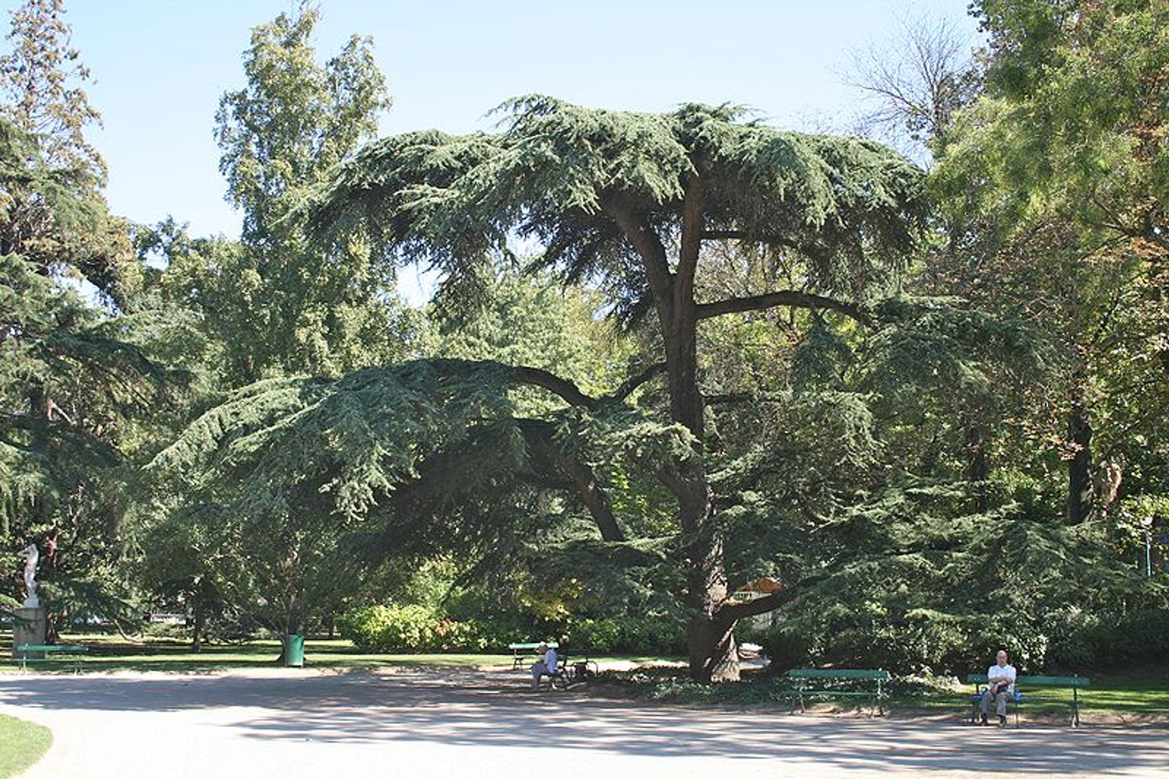 Cedrus Libani in Jardin des Plantes Toulouse