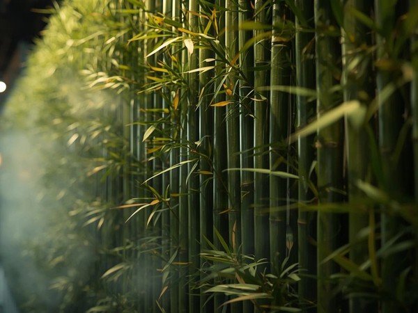 Bamboo breath