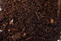 Mushroom Compost thumbnail 4