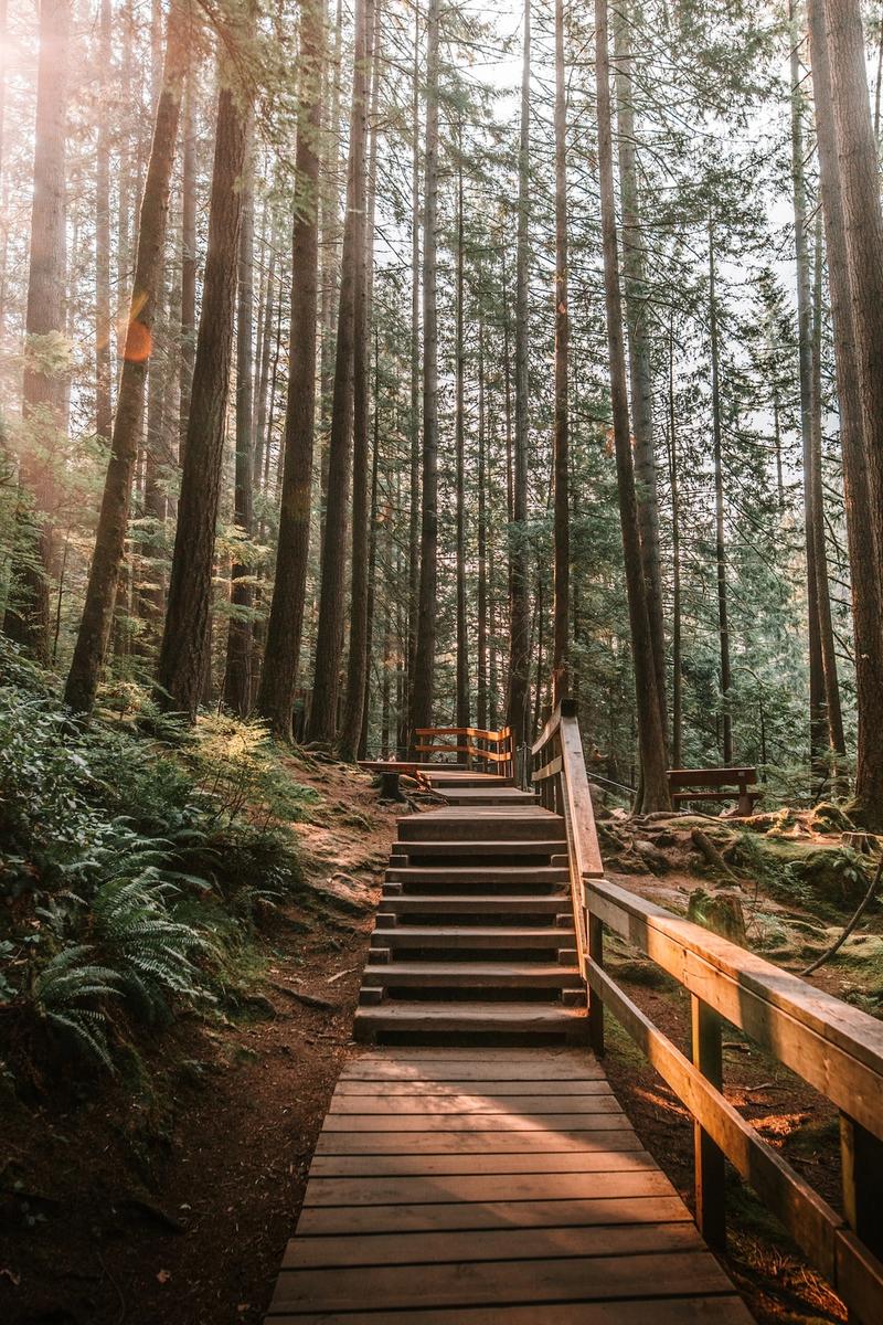 A wooden platform leading to a staircase in a dense forest.