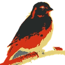 Kanaries icon