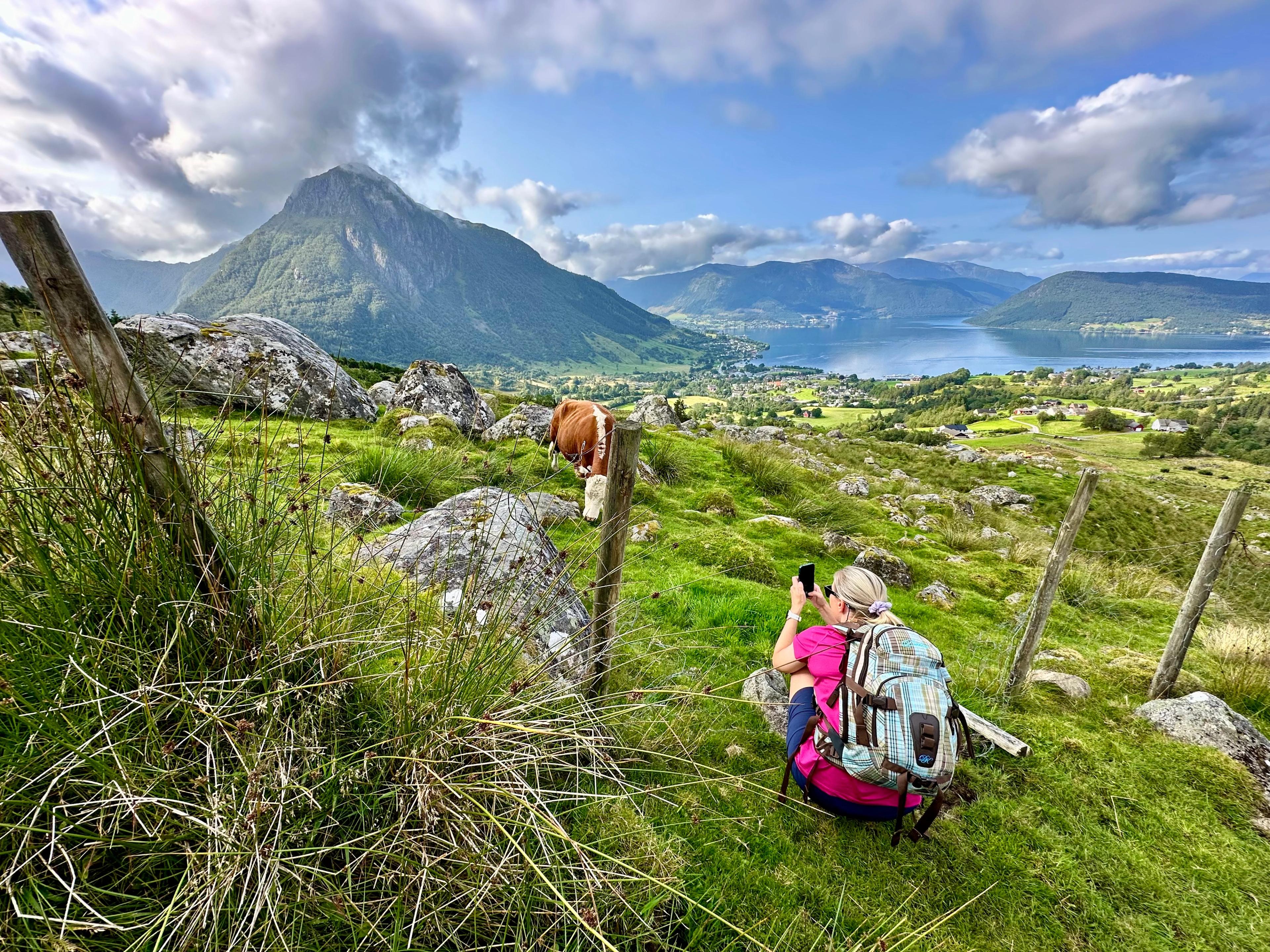 Turgåer fotograferer utsikten over beitemarka og fjorden ved Rosendal, med en ku i bakgrunnen
