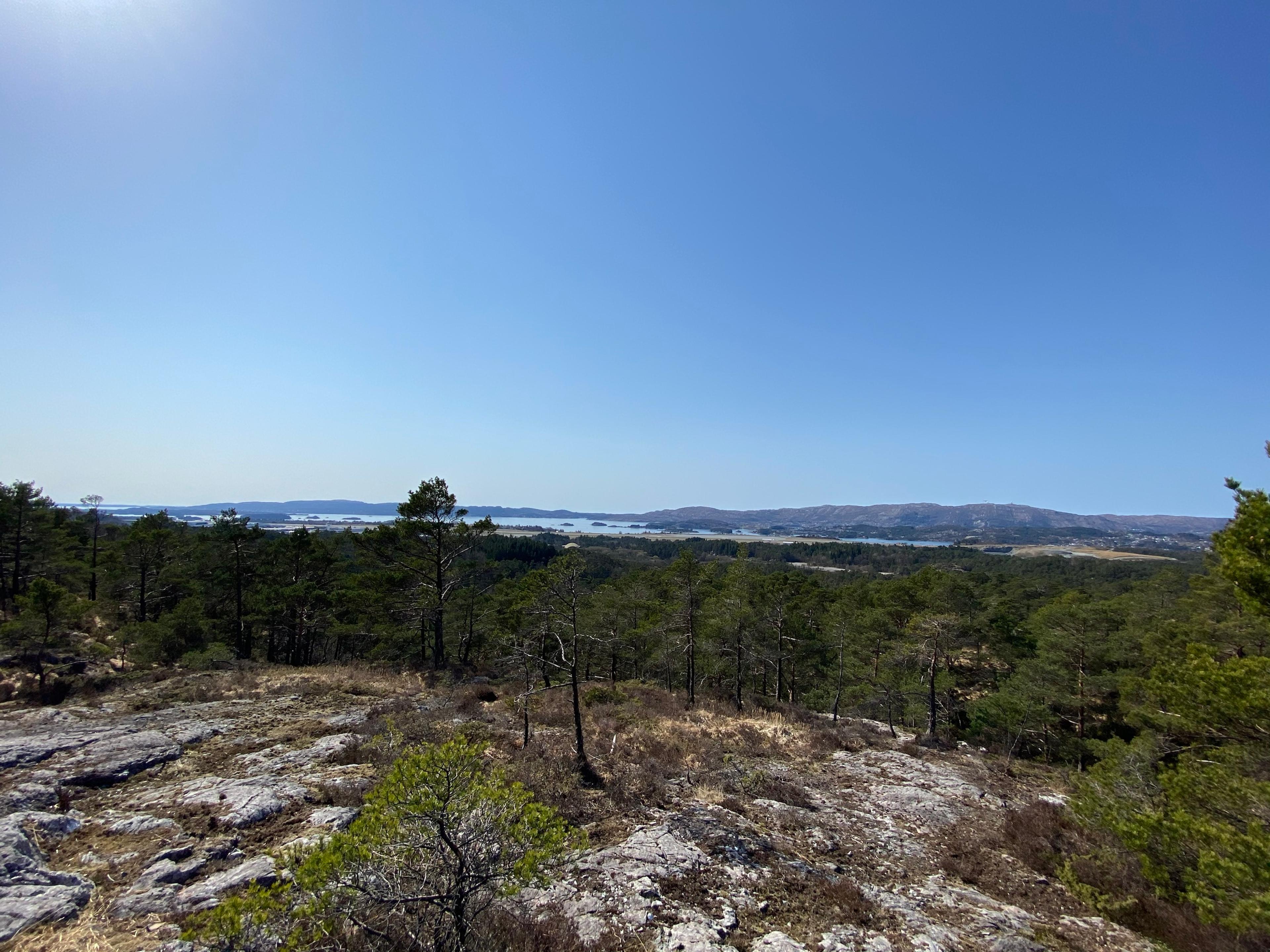 Utsikt fra en lyngkledd knaus over furuskog mot Flesland, sjøen og øyene i vest en klar dag.