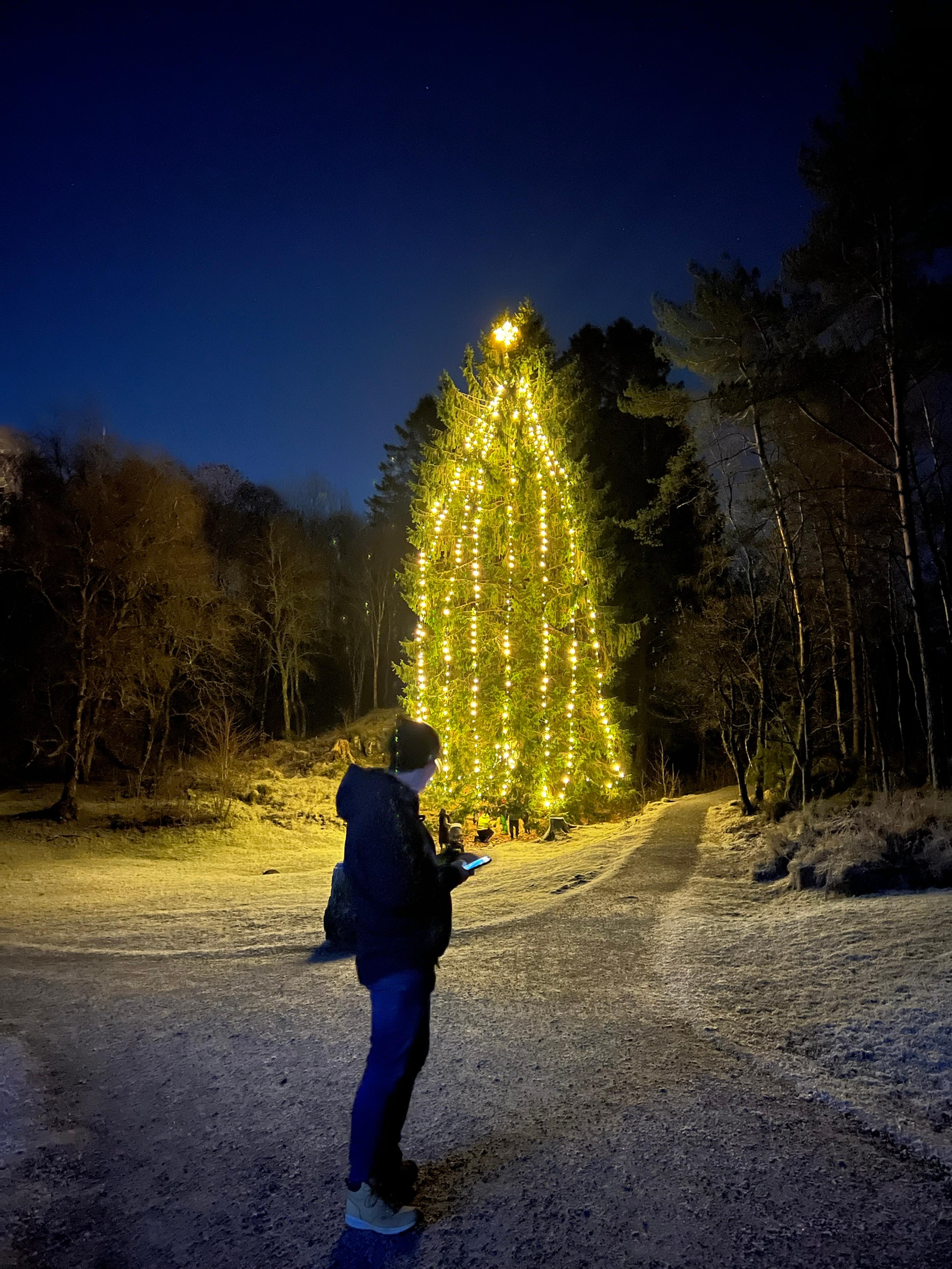 Et høyt grantre med lysslynger og stjerne i toppen i mørket, med en person i forgrunnen som ser på mobilen.