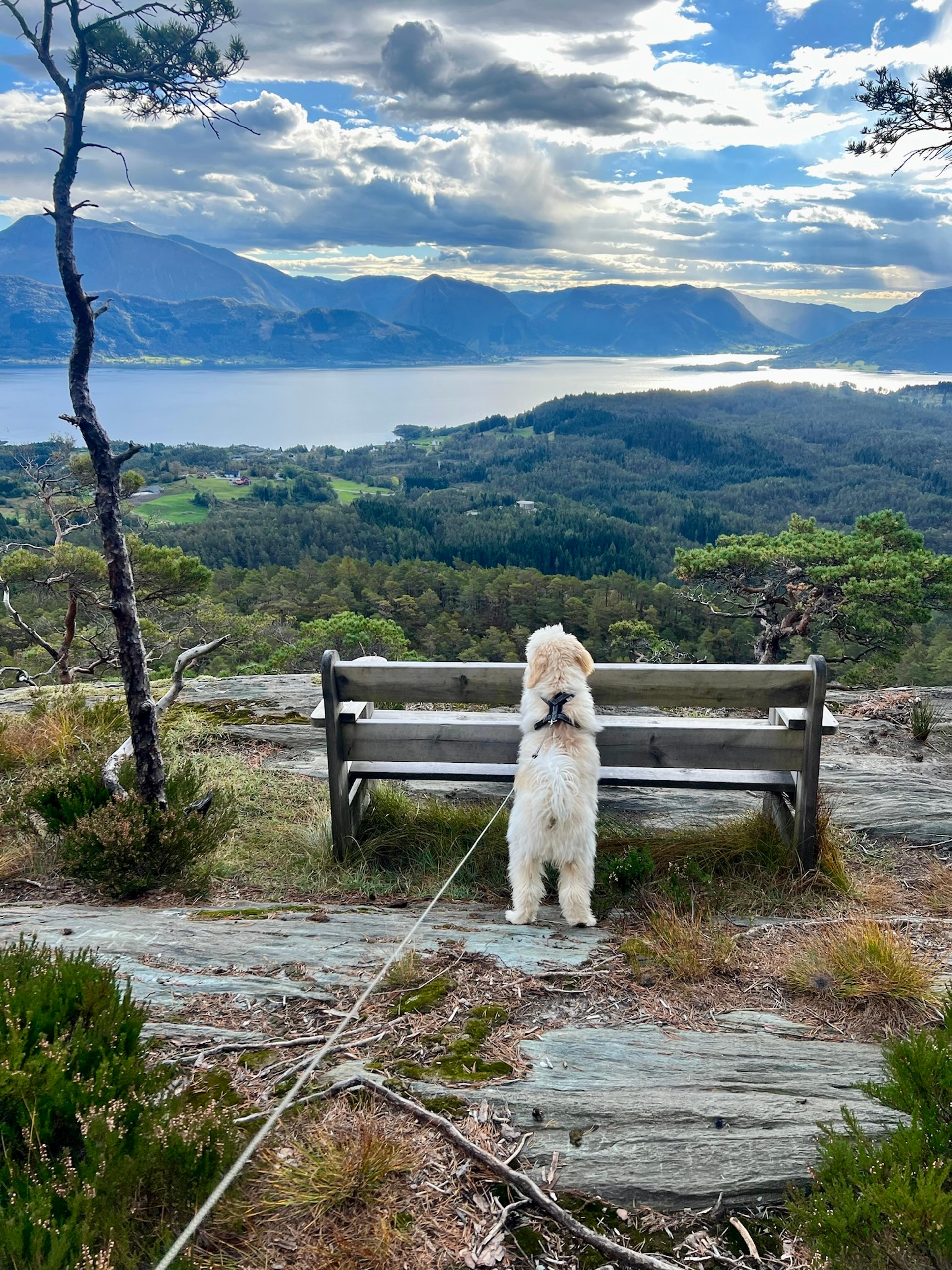 En hvit hund står på benken på Hovdaberget og ser utover fjorden.