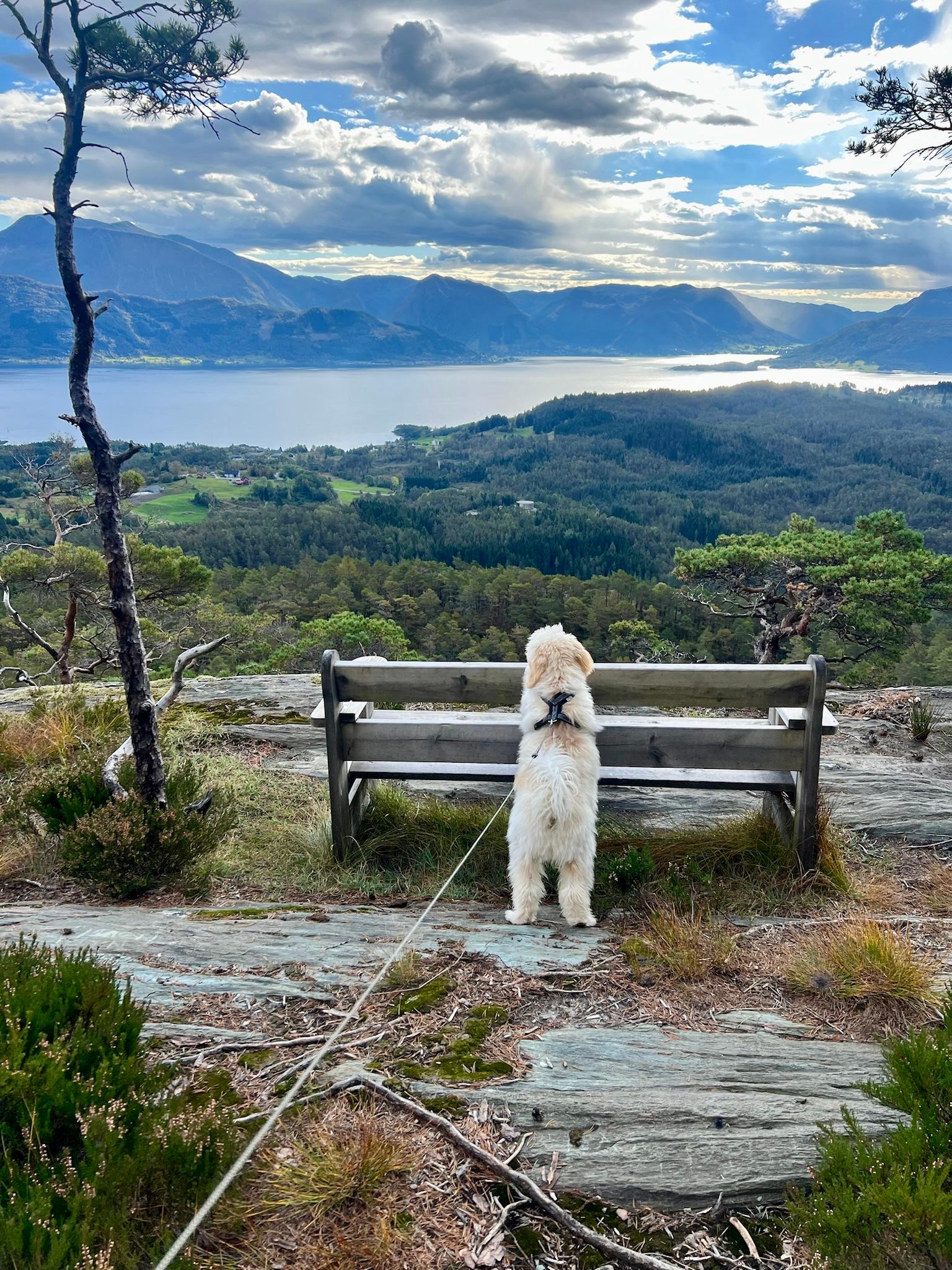 En hvit hund står på benken på Hovdaberget og ser utover fjorden.