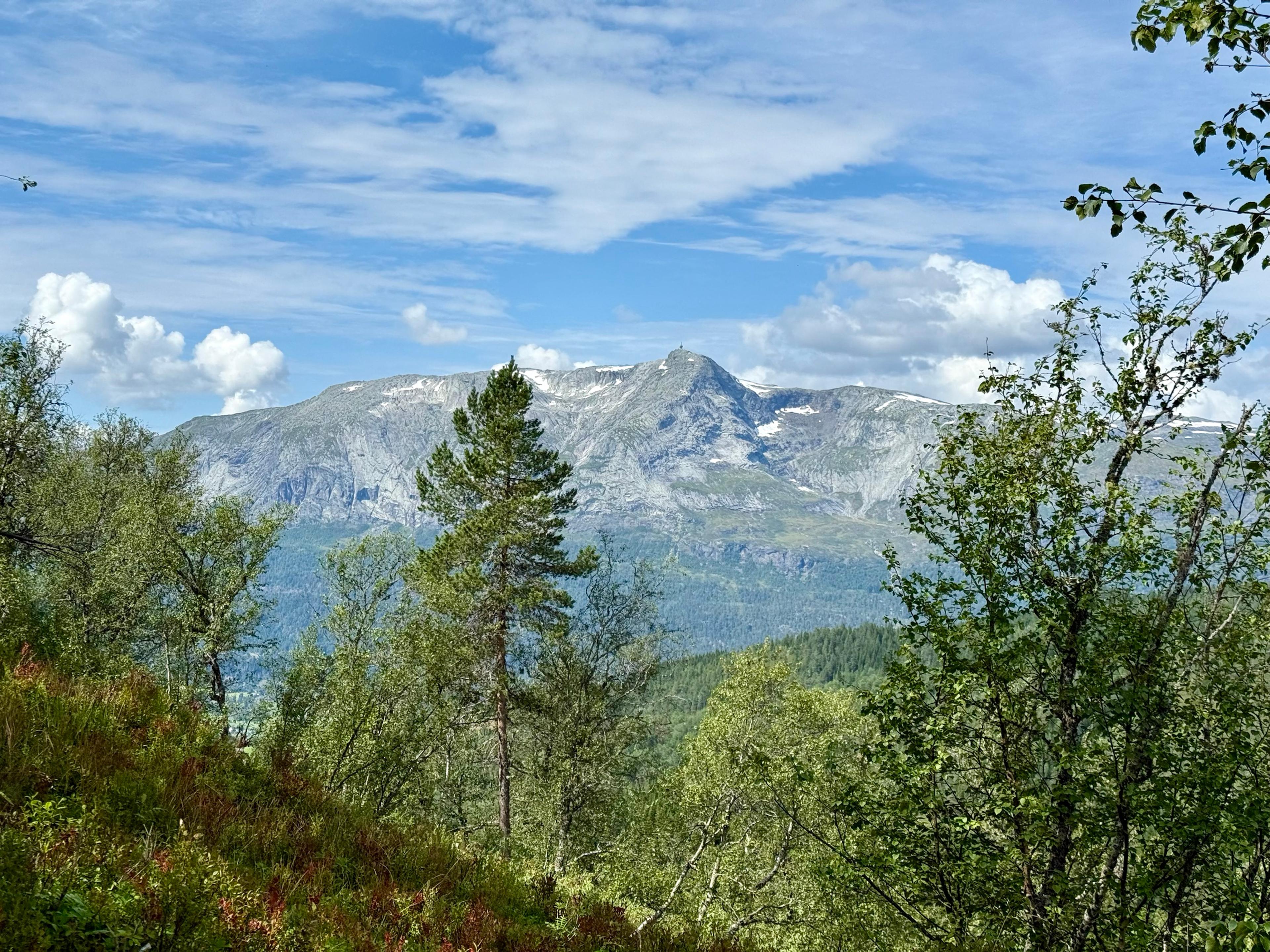 Høyt fjell med snøflekker og en mast på toppen, sett mellom bjørk og furu.
