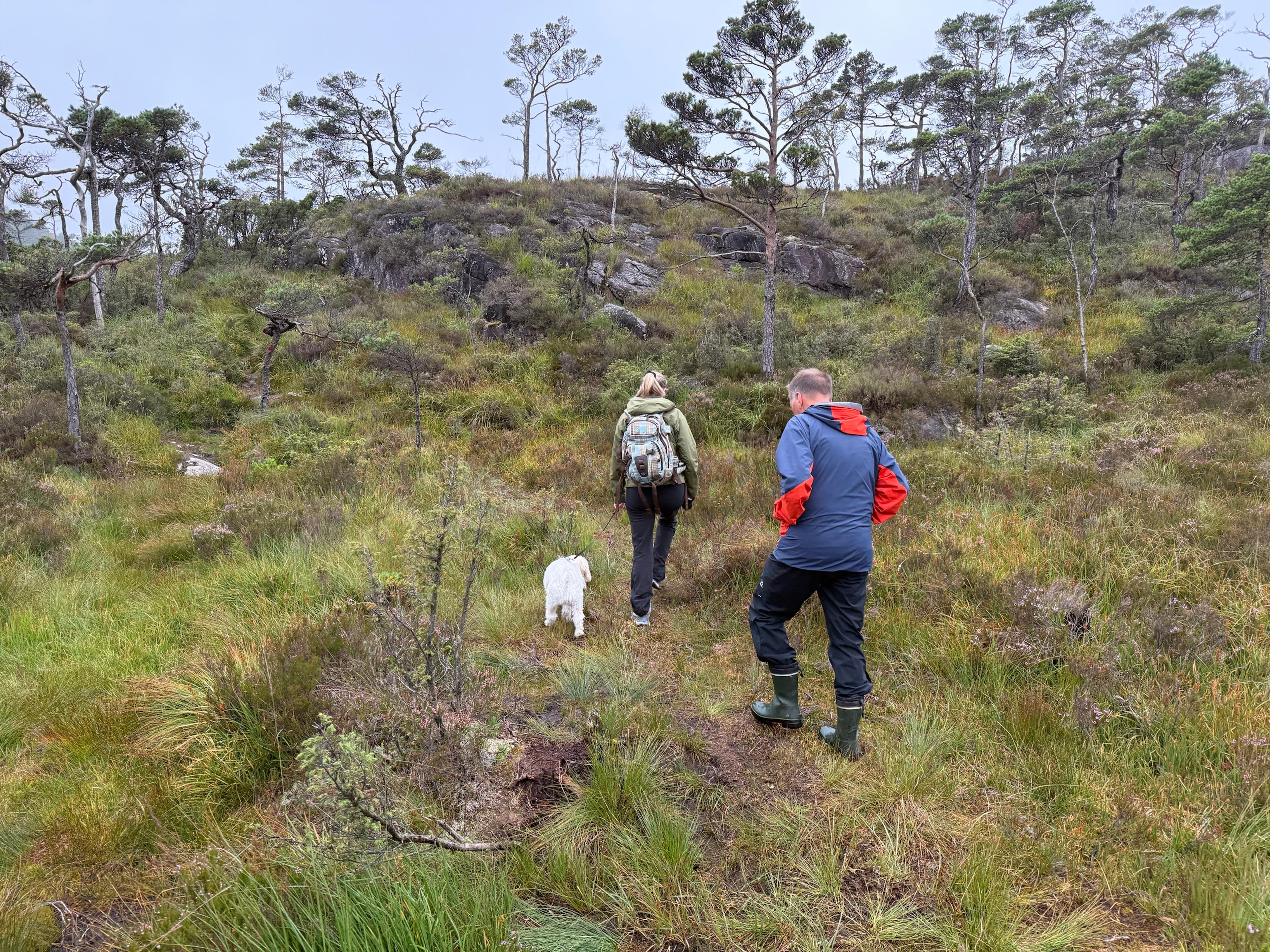 To turgåere og en hvit hund går opp en lyngkledd li med gress og spredte furutrær en grå dag.