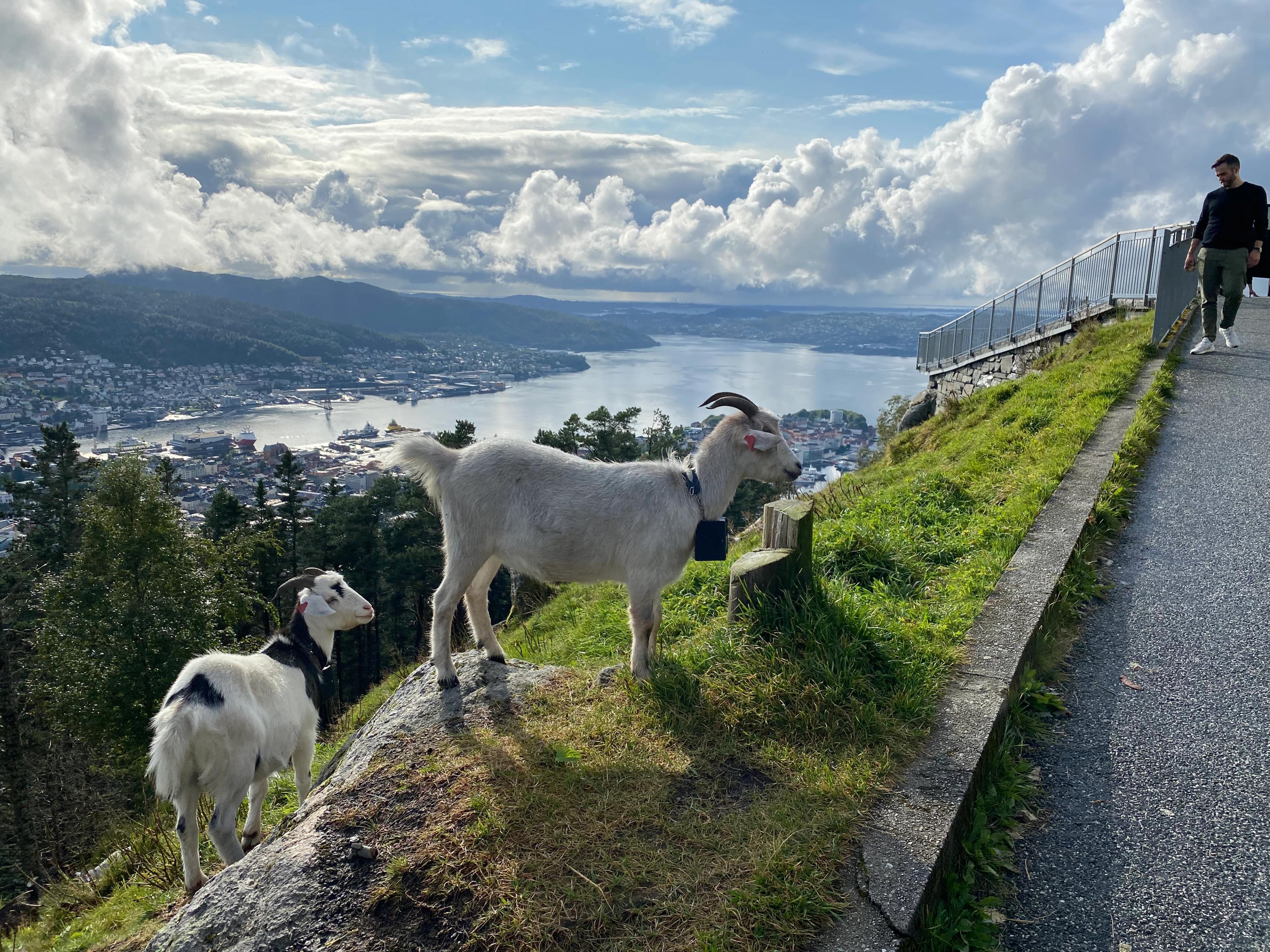 To geiter står på et svaberg ved stien på Fløyen, den største med bjelle om halsen. Bak dem ligger Bergen havn og Byfjorden med skip ved kai.