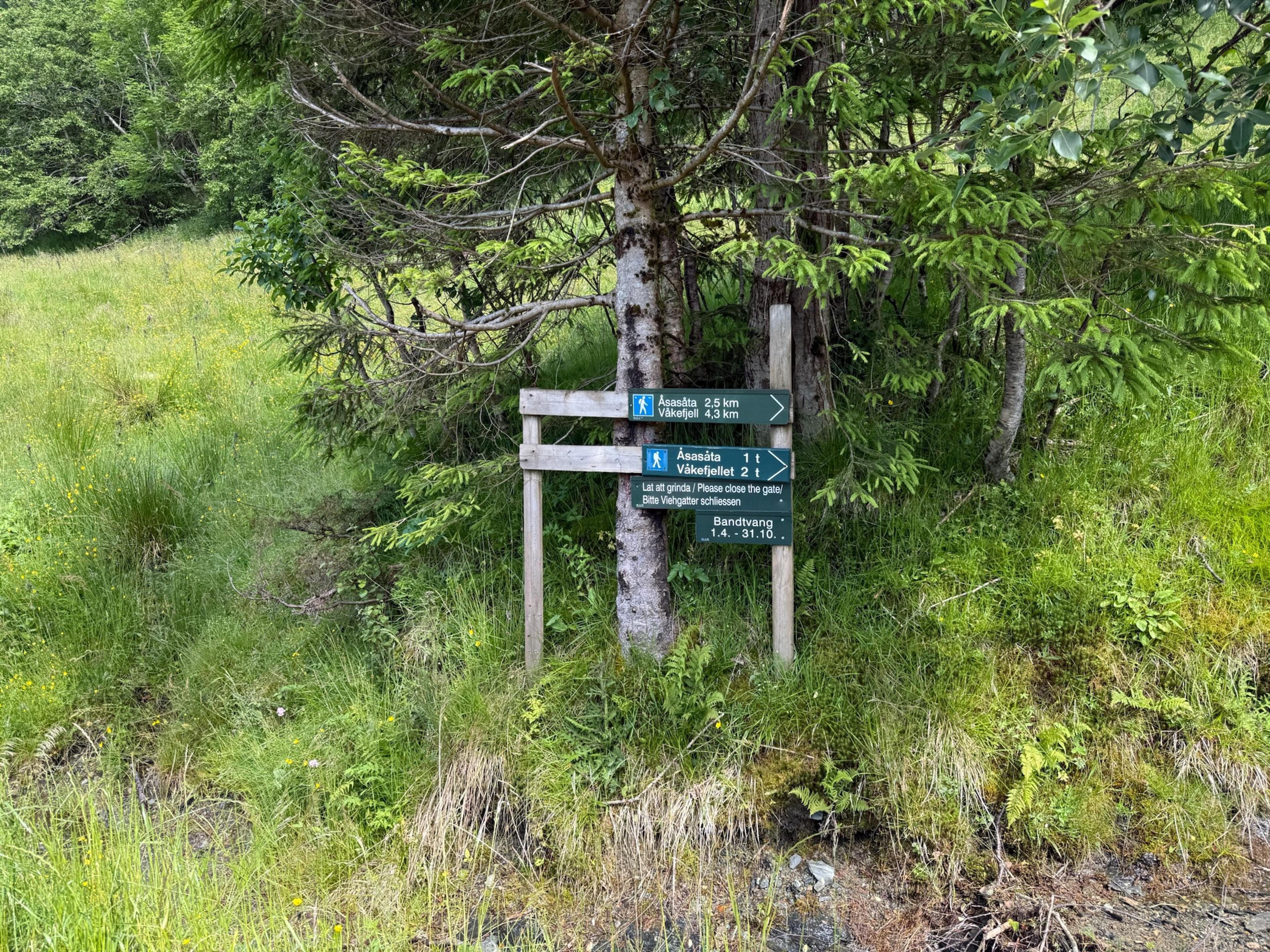 Grønne turskilt på trestolper under et grantre i høyt gress: Åsasåta 2,5 km og Våkefjell 4,3 km, Åsasåta 1 t og Våkefjellet 2 t, en lapp om å lukke grinden og bandtvang 1.4.–31.10.