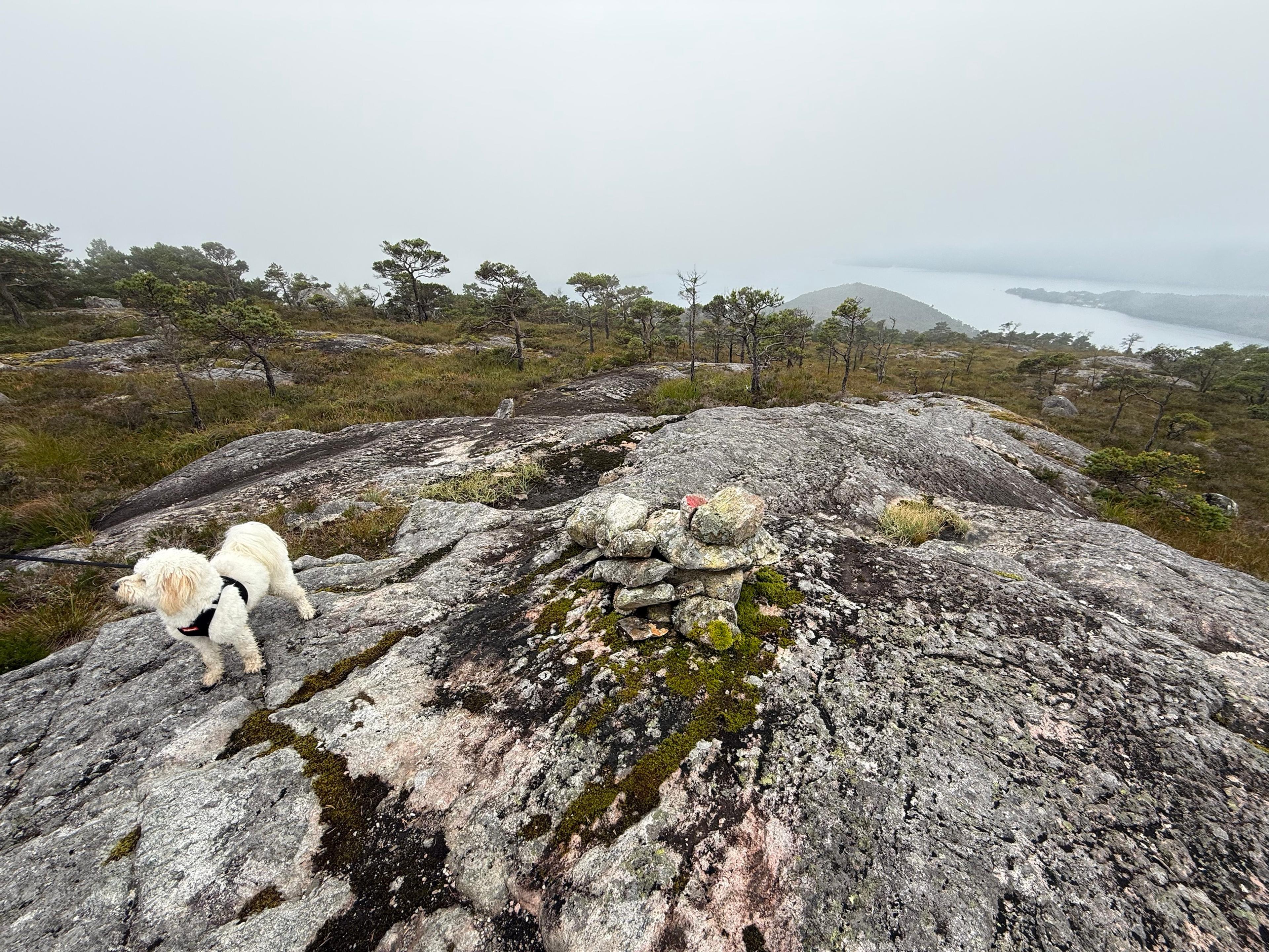 Hvit hund i bånd ved en liten steinvarde på bart svaberg på Dormannsnipen, med furu, lyng og fjorden i tåke i bakgrunnen.