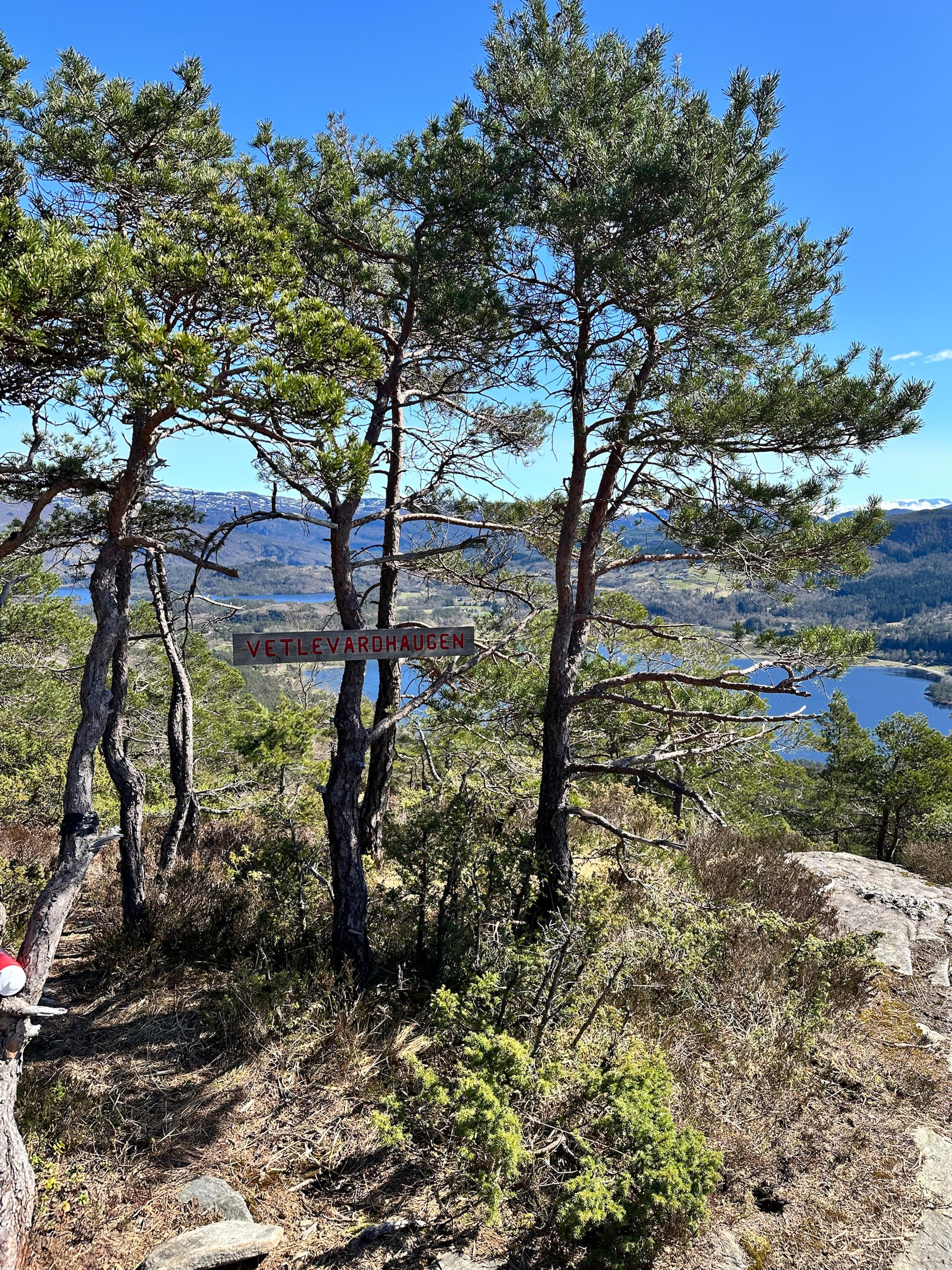 Treskilt med teksten «Vetlevardhaugen» mellom furutrær, med vann og fjord nedenfor.