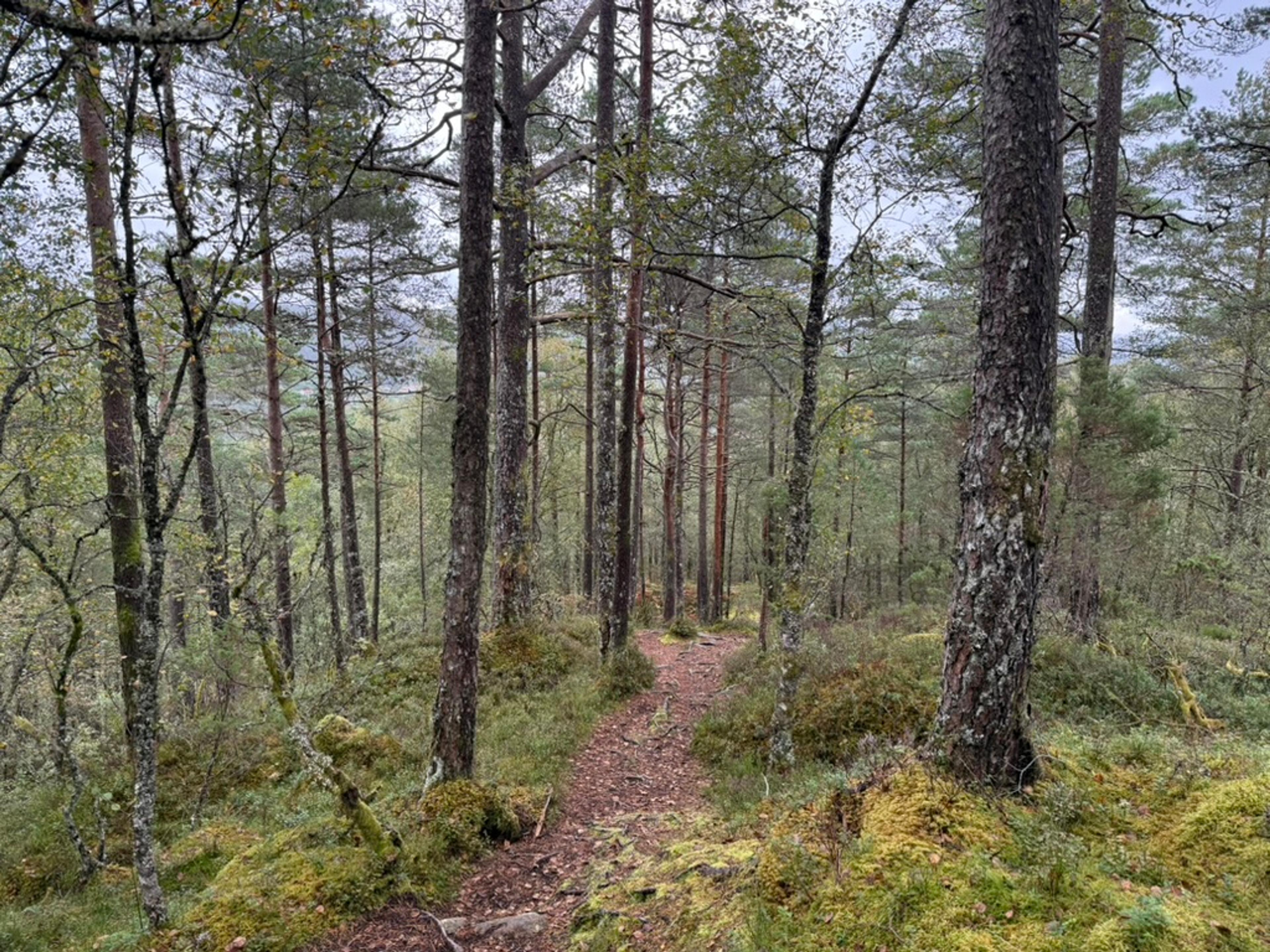 Smal, rødbrun sti gjennom glissen furuskog med mosedekte tuer og bjørkekratt, under en grå himmel.
