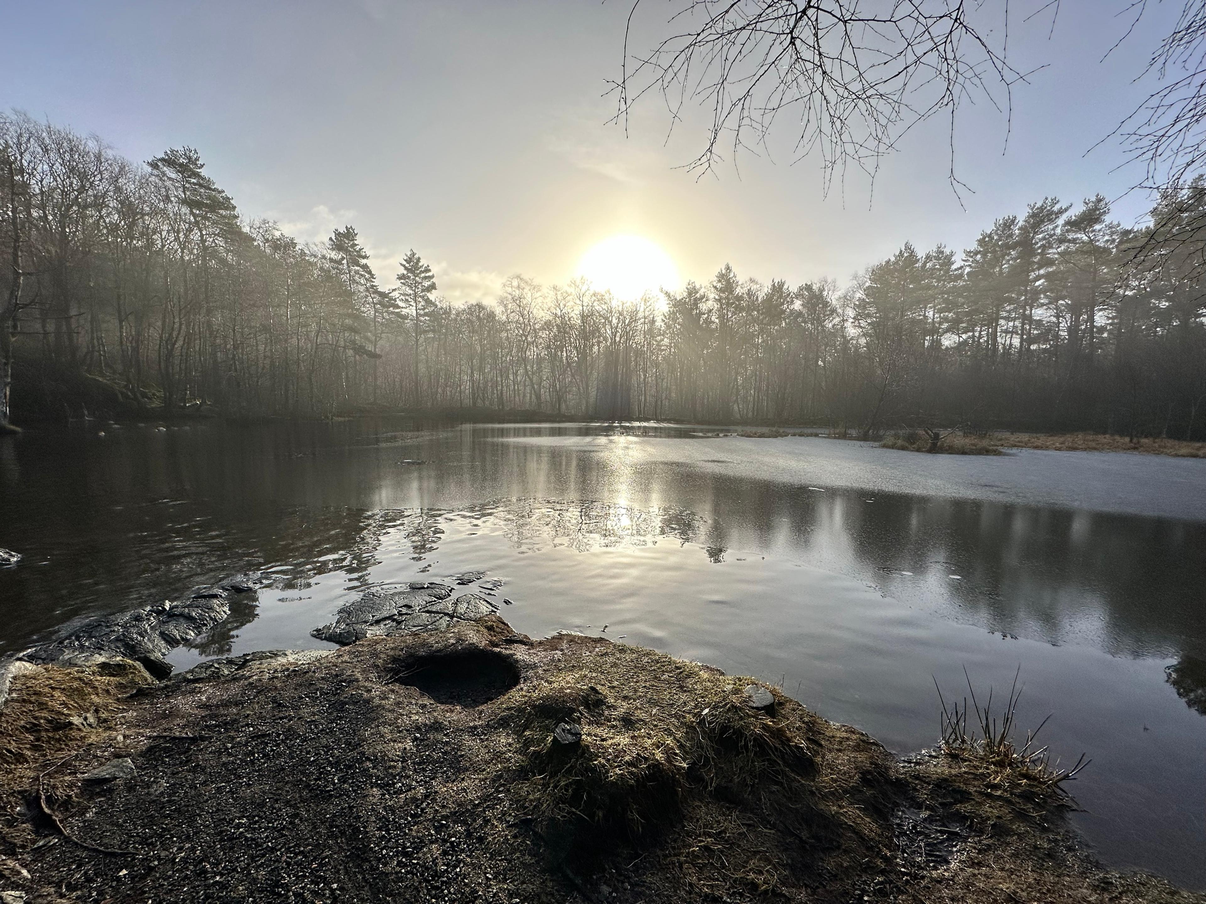 Solen skinner gjennom dis over et delvis islagt tjern omkranset av furu og løvtrær, med en bergflate i forgrunnen.