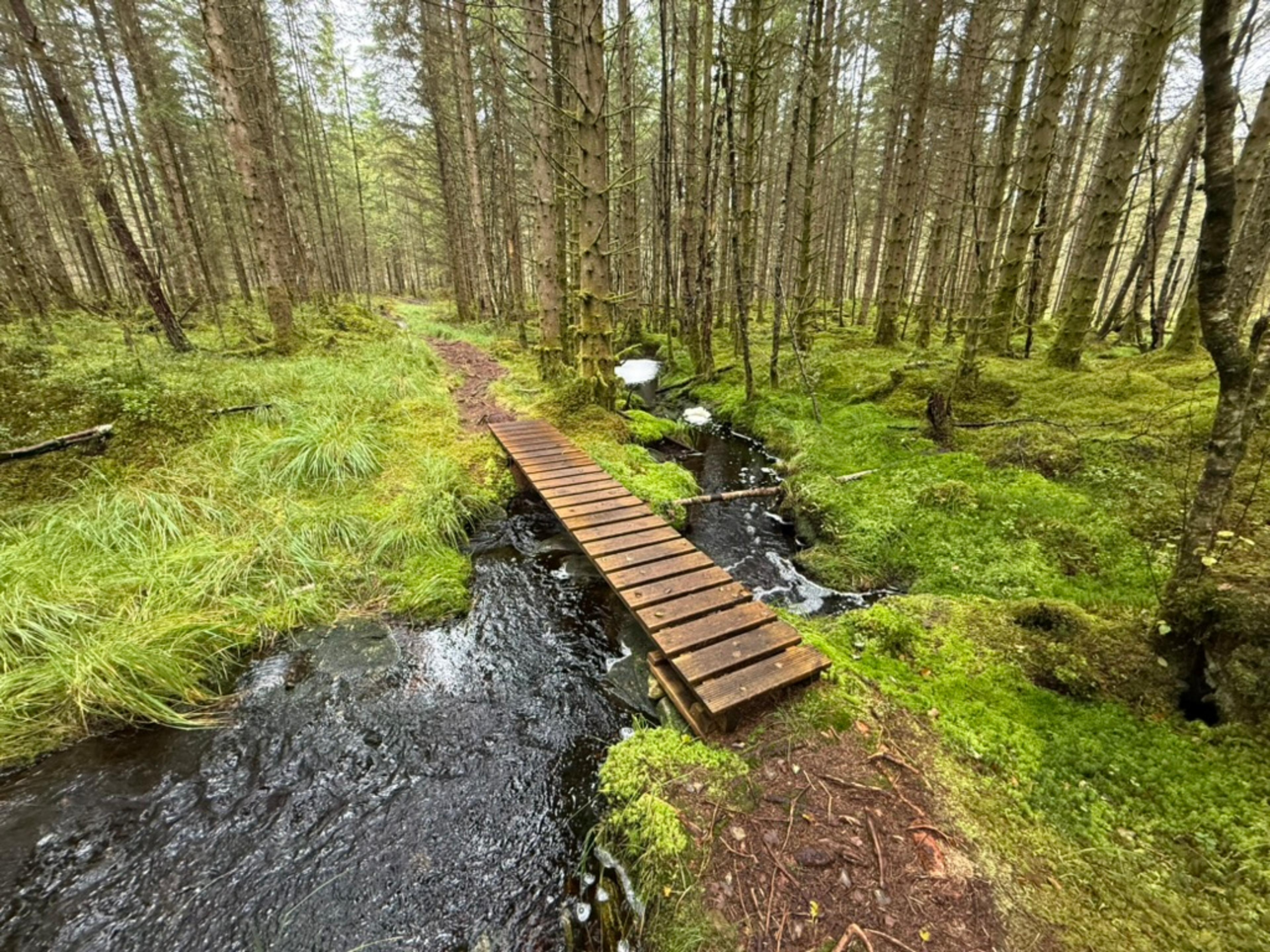 Plankebro over en mørk skogsbekk i tett granskog, med en tydelig sti videre mellom mose og gress.