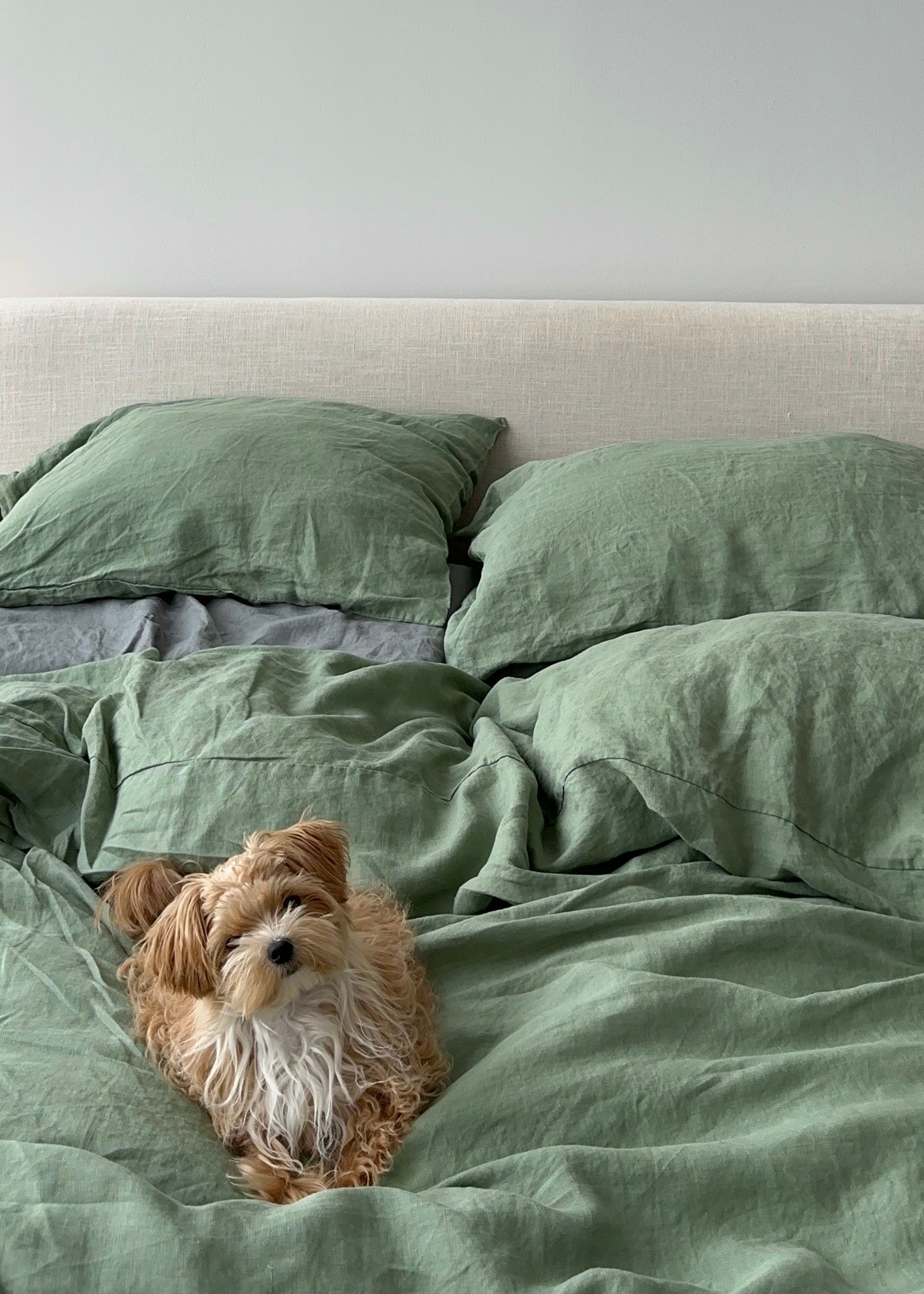 pet-bed-styling-ideas