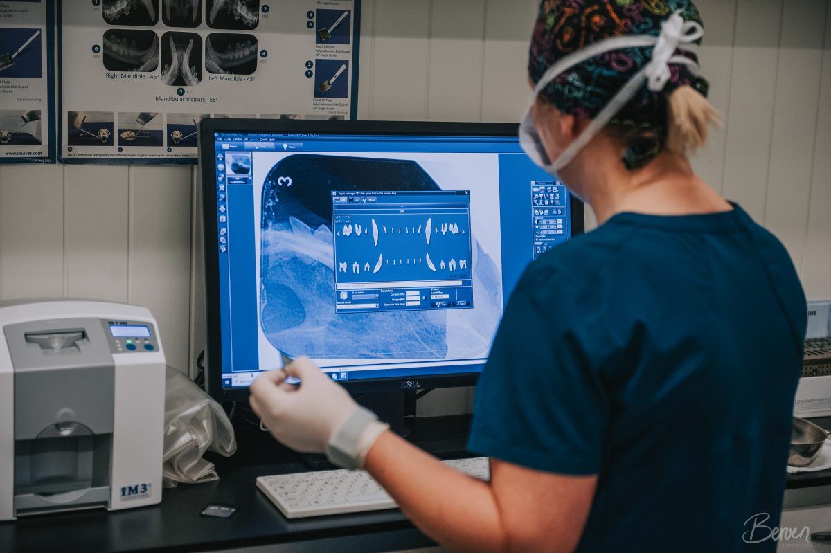 dyrlegene på hadeland