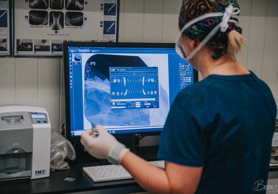 dyrlegene på hadeland