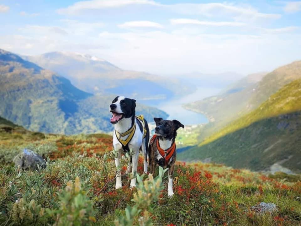 To hunder med sele står på fjelltur i solskinn, med utsikt over fjord og fjell i Ålesund-området.