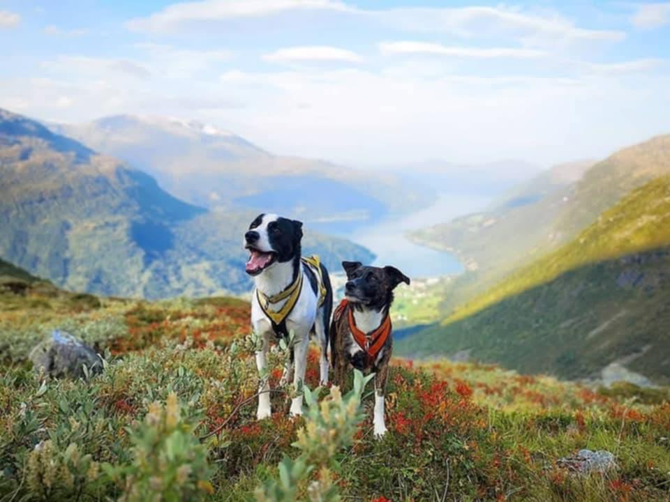 To hunder med sele står på fjelltur i solskinn, med utsikt over fjord og fjell i Ålesund-området.