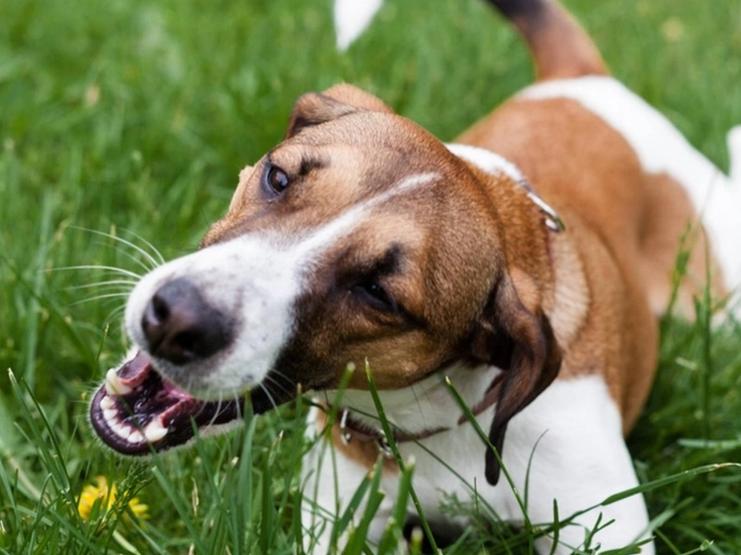 Hund som ligger i gresset