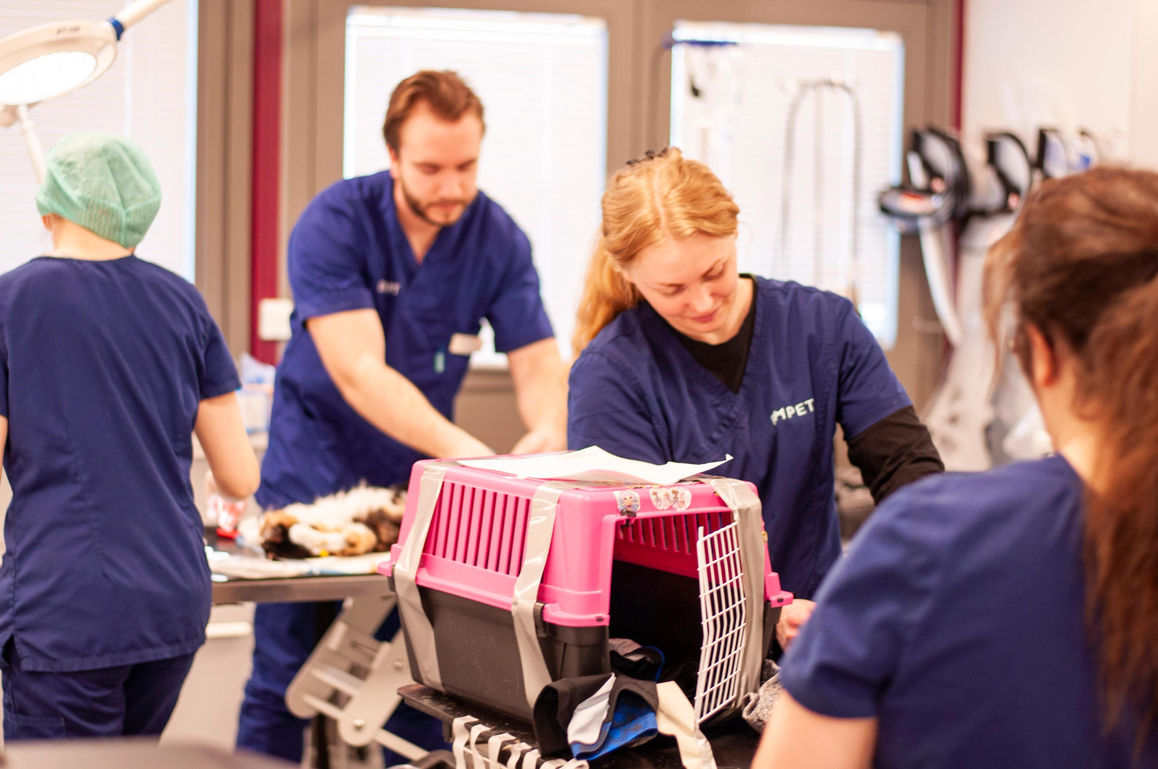 Ansatte ved EMPET Holstad håndterer transportbur og forbereder katt under kastreringsaksjon.
