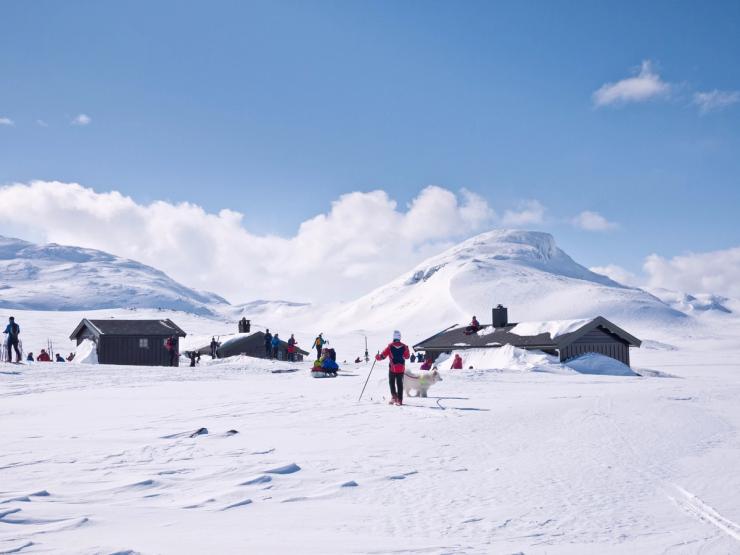 fjellvettregler hund