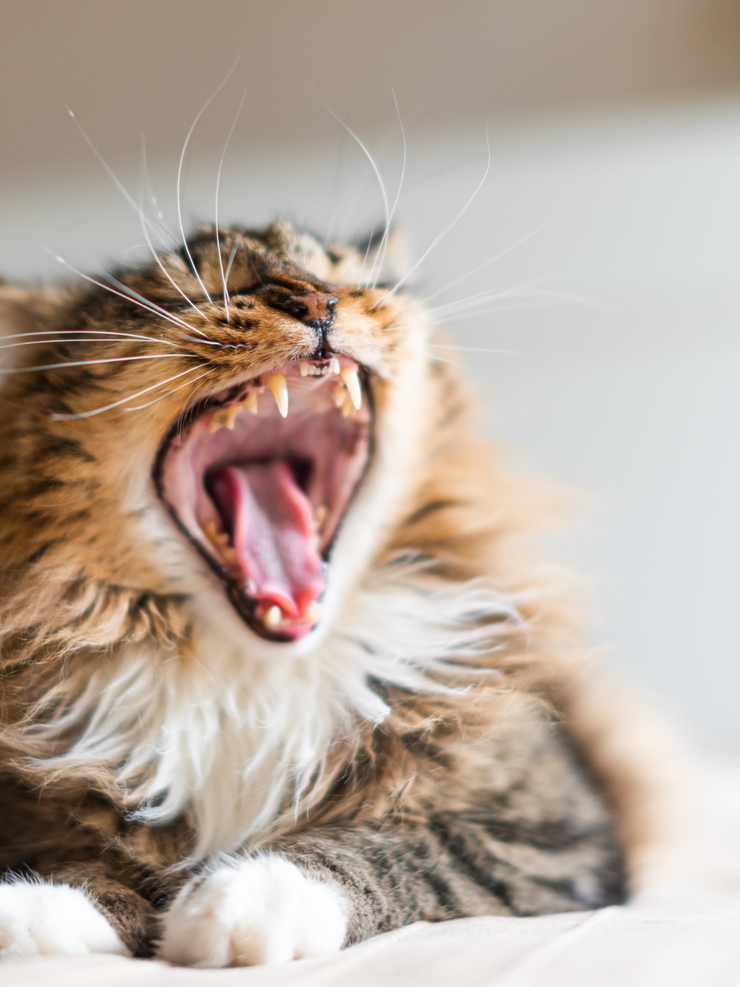 katt som viser tennene