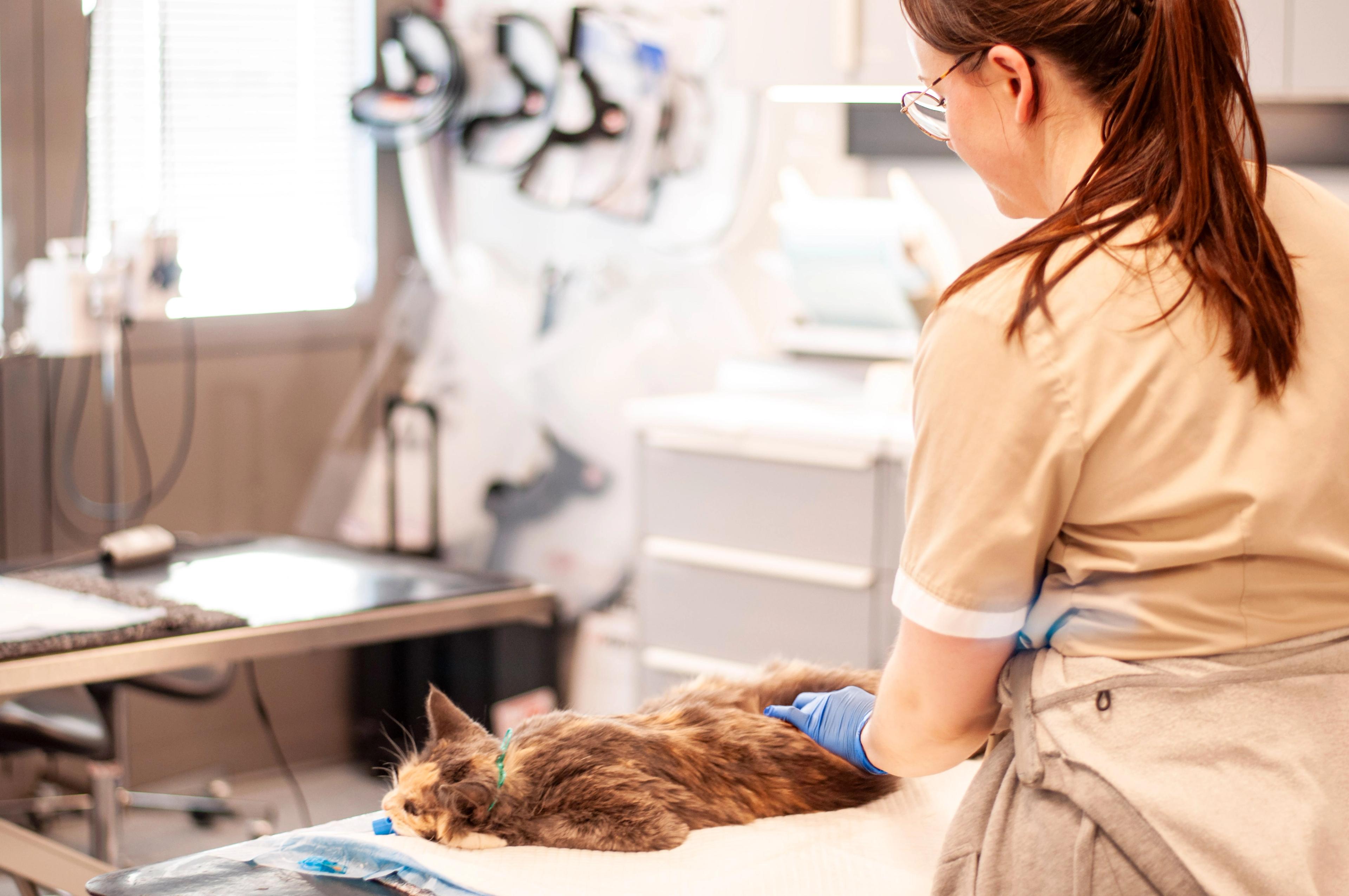 Frivillig overvåker katt etter kastrering ved EMPET Holstad.