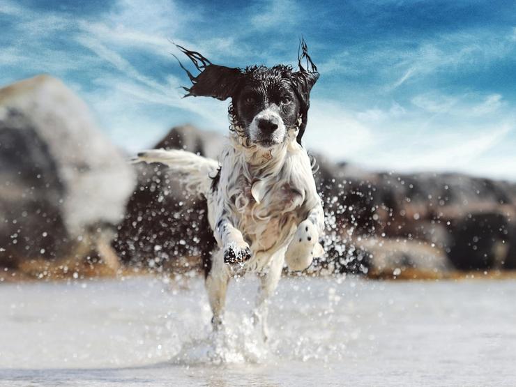 En glad hund løper gjennom vannet på en solrik dag med steiner i bakgrunnen.