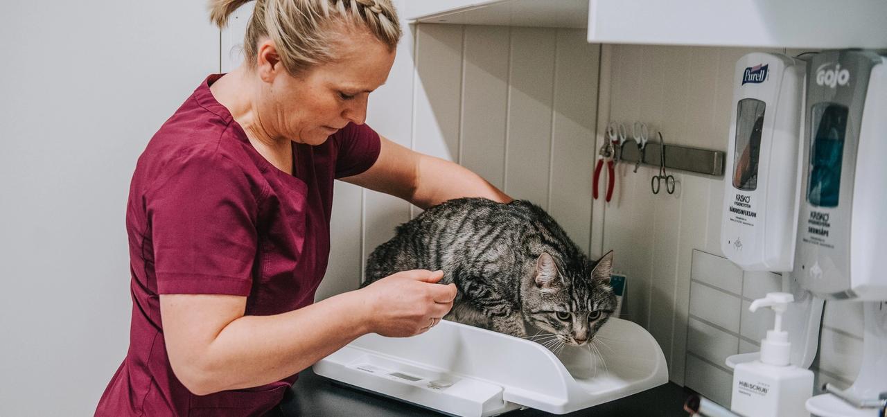 Katt og eier hos veterinær
