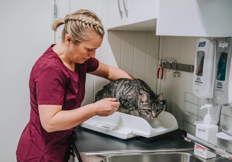 dyrlegene på hadeland