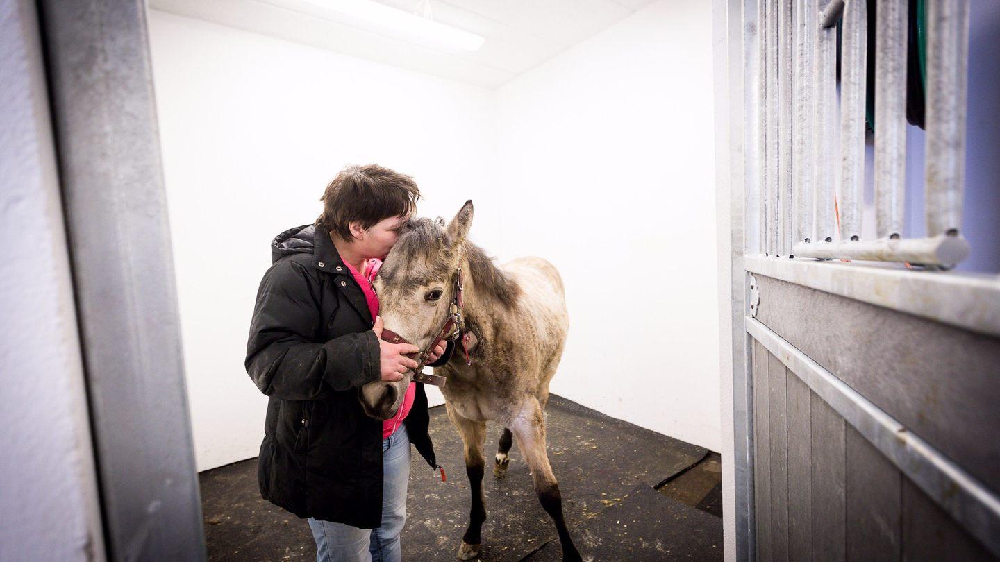 Hest til operasjon