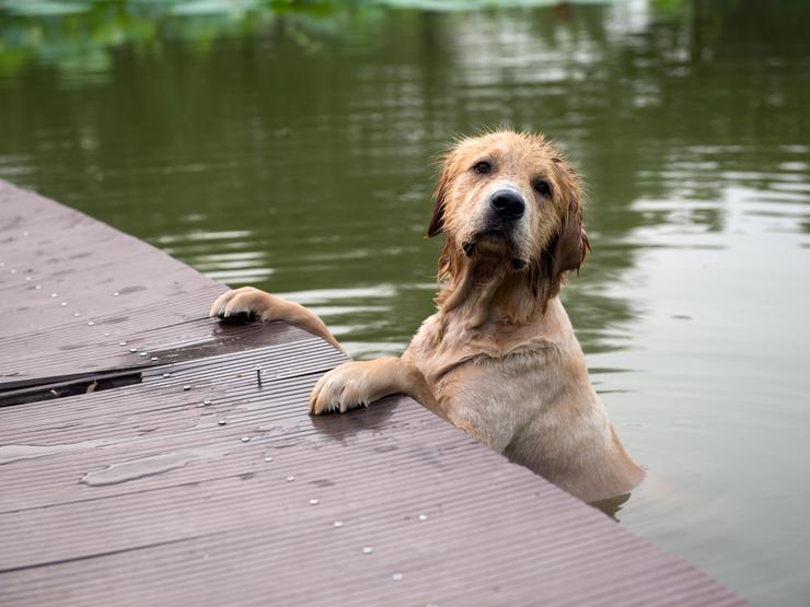 Hund i vann