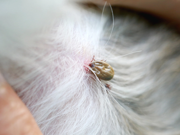 Slik ser en flått ut når den har festet seg i hundens pels. Husk å fjerne den raskt og riktig for å redusere risikoen for smitte