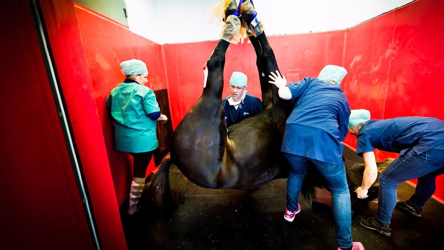 Hest