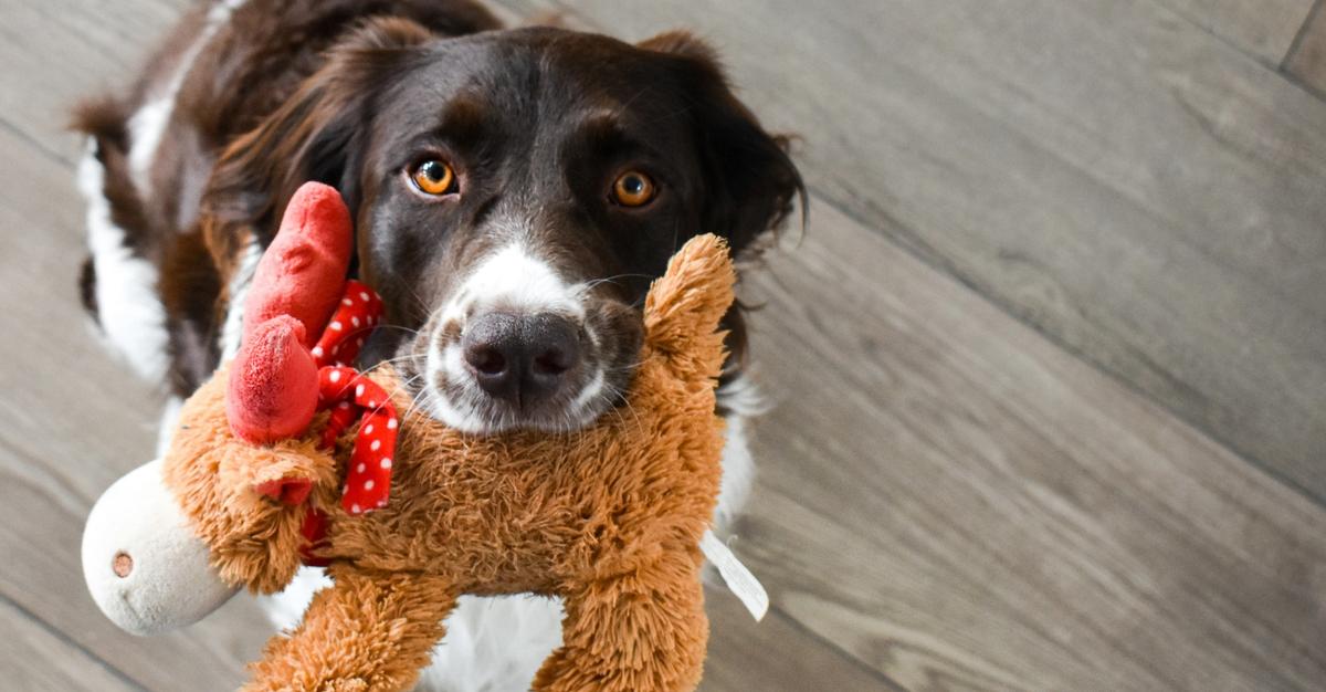 Innbilt svangerskap hos hund – symptomer og råd