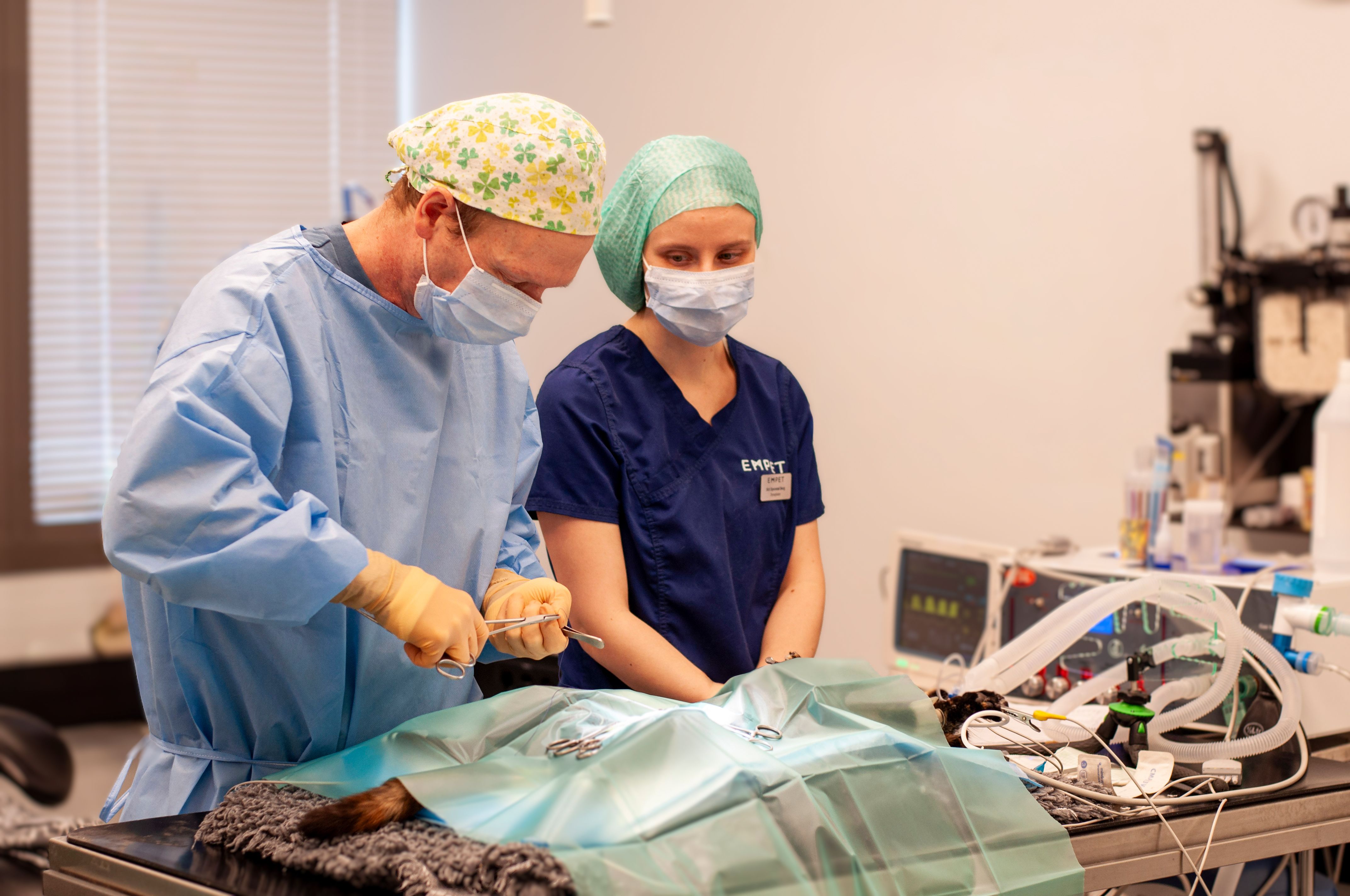 Veterinær Morten Hassel og dyrepleier Siri Sporstøl Berg utfører kastrering av katt ved EMPET Holstad.
