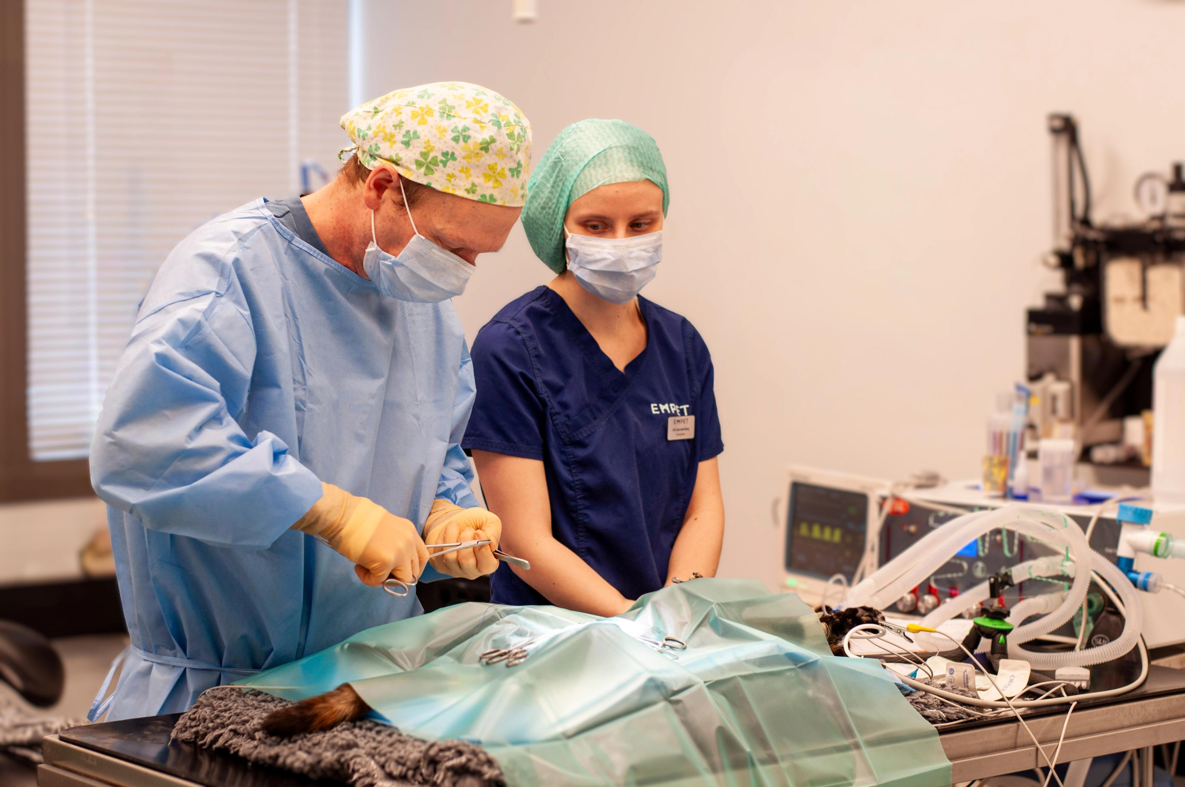 Veterinær Morten Hassel og dyrepleier Siri Sporstøl Berg utfører kastrering av katt ved EMPET Holstad.