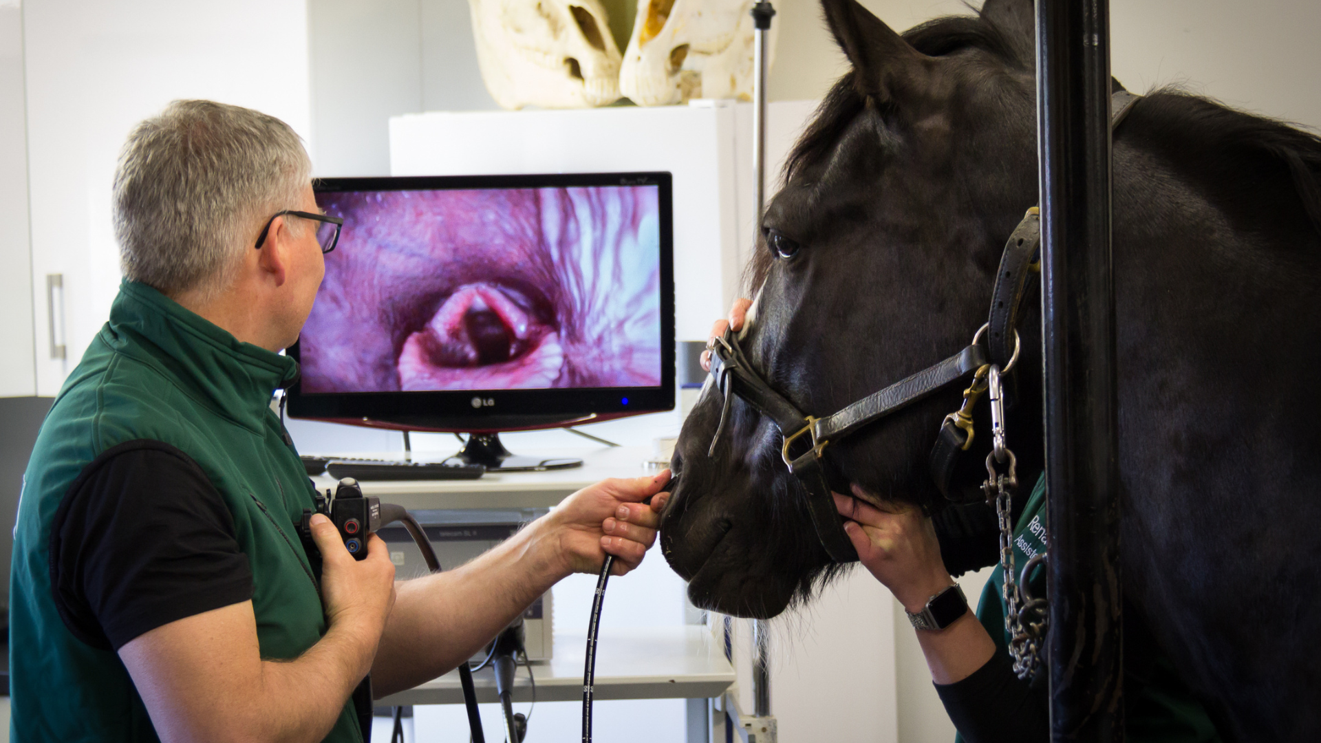 Veterinær behandler hest ved Hesteklinikken Bergen, med bilde av luftveiene vist på skjerm i bakgrunnen.