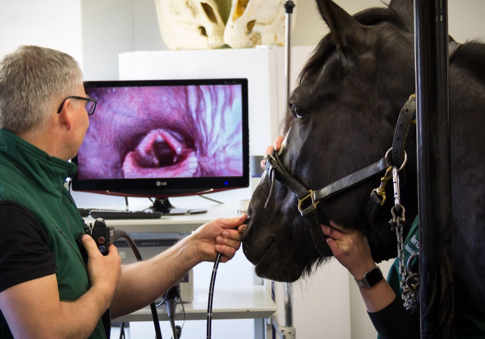 Veterinær behandler hest ved Hesteklinikken Bergen, med bilde av luftveiene vist på skjerm i bakgrunnen.