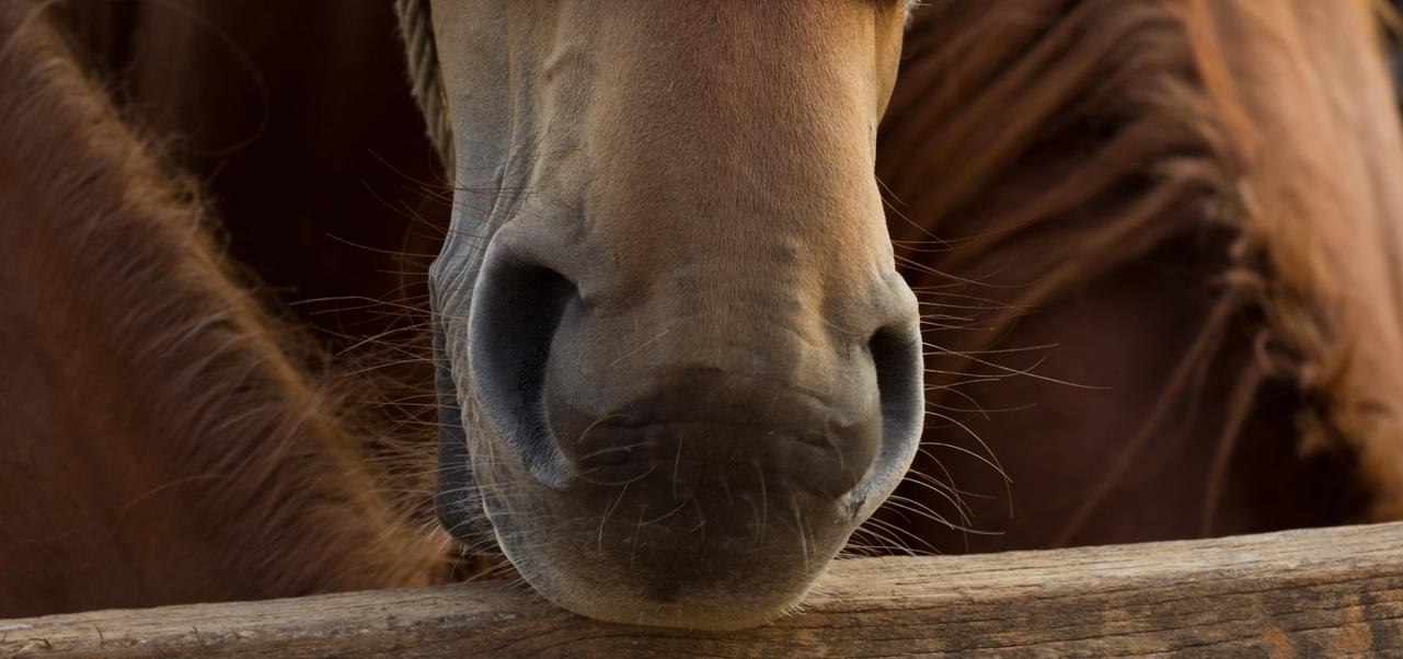 VÅRKAMPANJE: OCD-røntgen og munnhuleundersøkelse på åringer