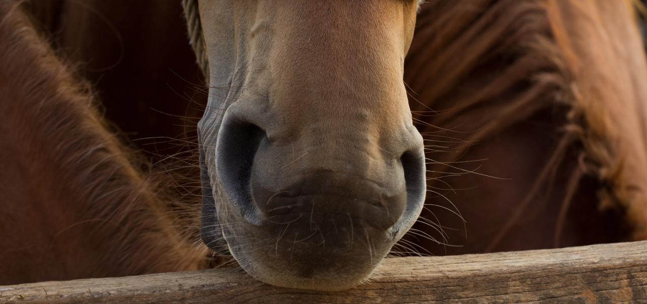 VÅRKAMPANJE: OCD-røntgen og munnhuleundersøkelse på åringer