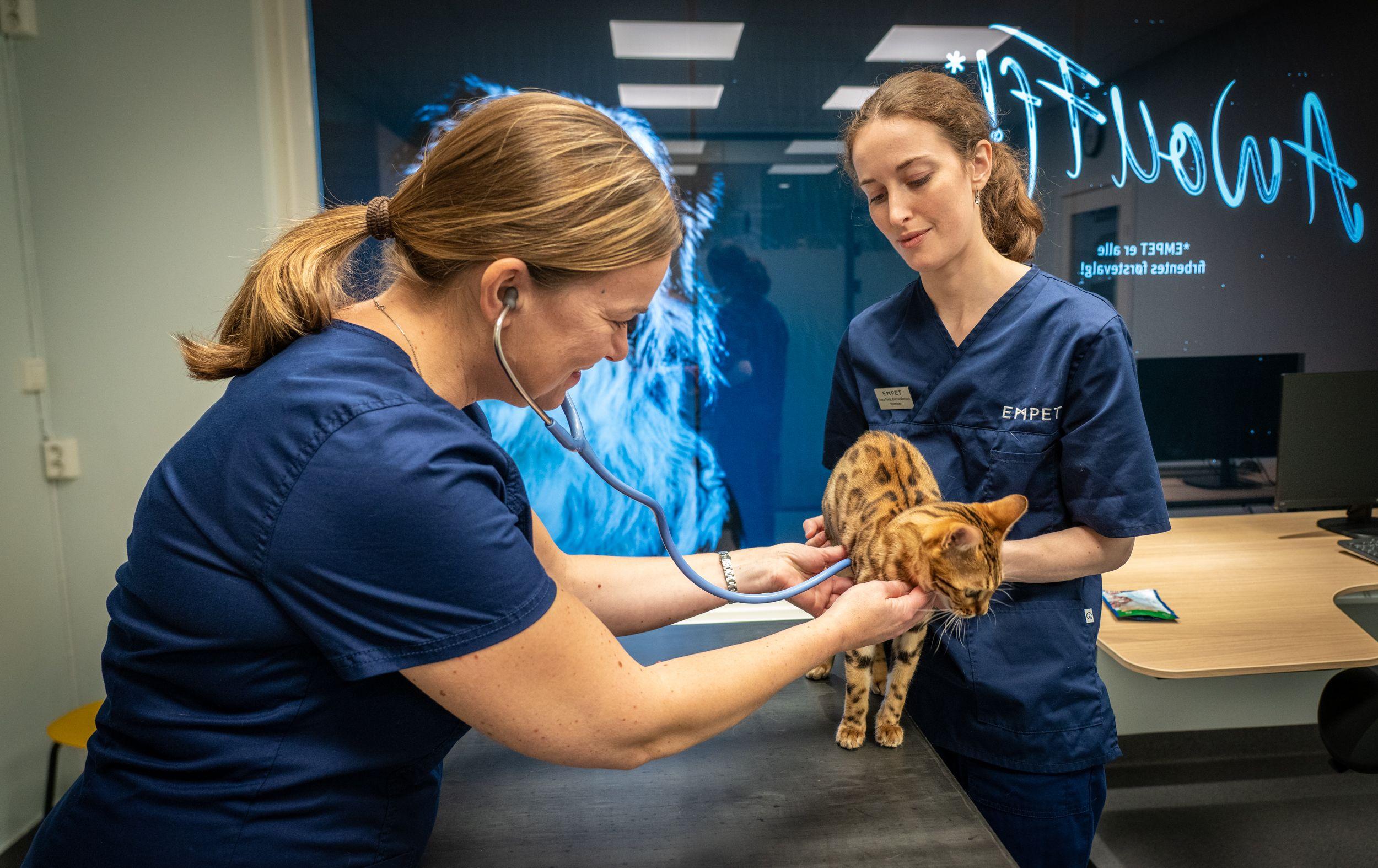 To veterinærer fra EMPET undersøker en bengalkatt ved hjelp av stetoskop. Moderne veterinærklinikk med fokus på dyrehelse og omsorg